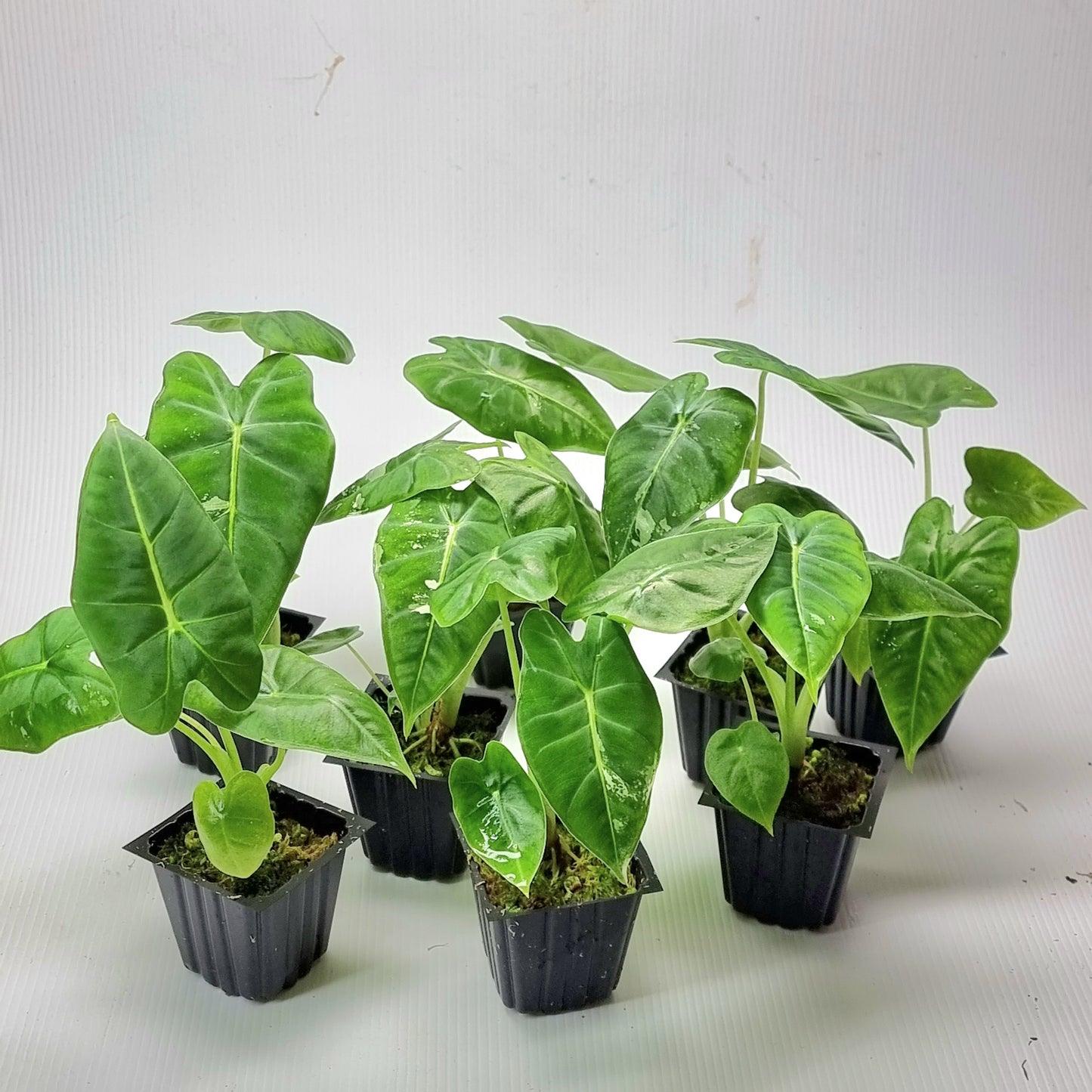 rare Alocasia micholitziana Frydek for sale in Perth Australia