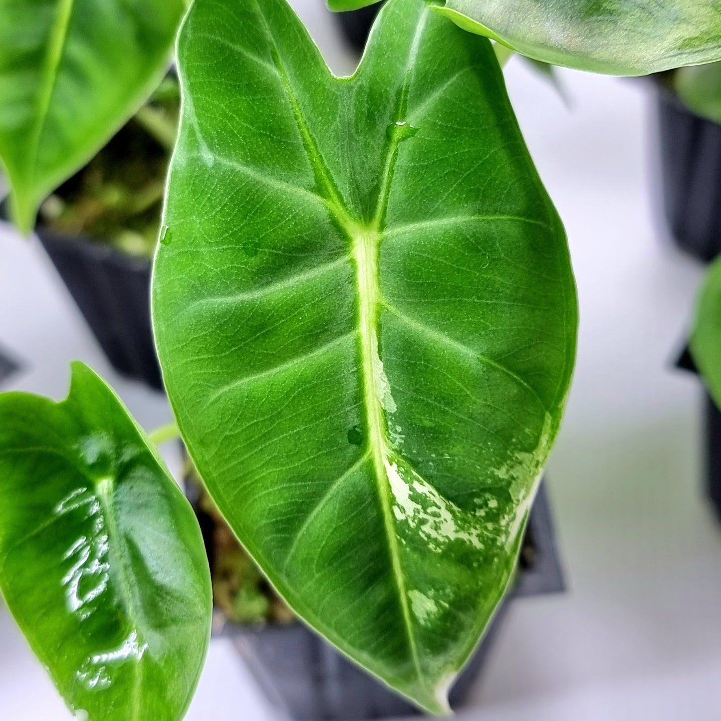 rare Alocasia micholitziana Frydek for sale in Perth Australia