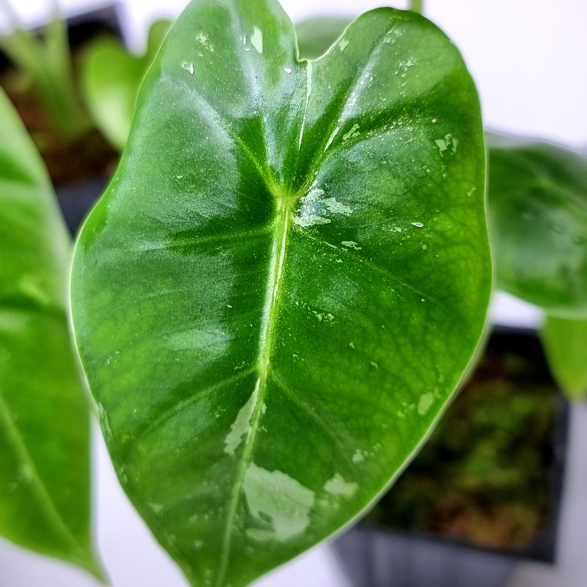 rare Alocasia micholitziana Frydek for sale in Perth Australia