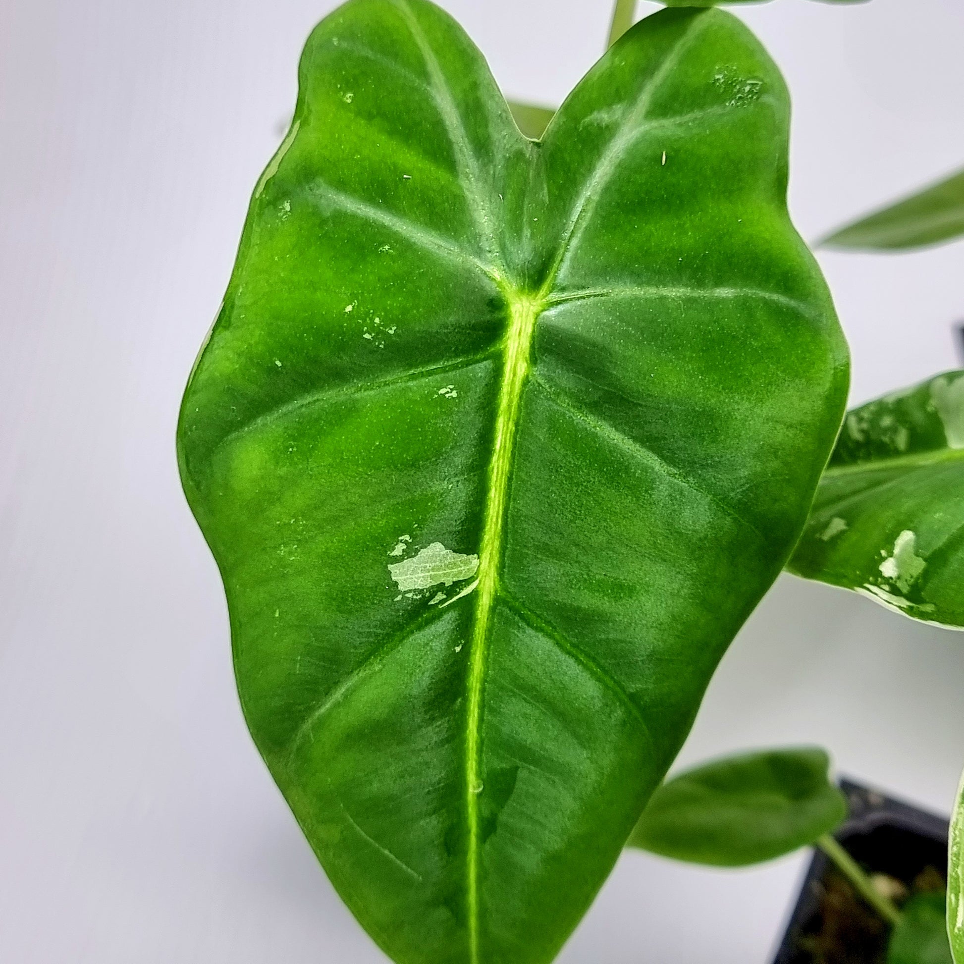 rare Alocasia micholitziana Frydek for sale in Perth Australia