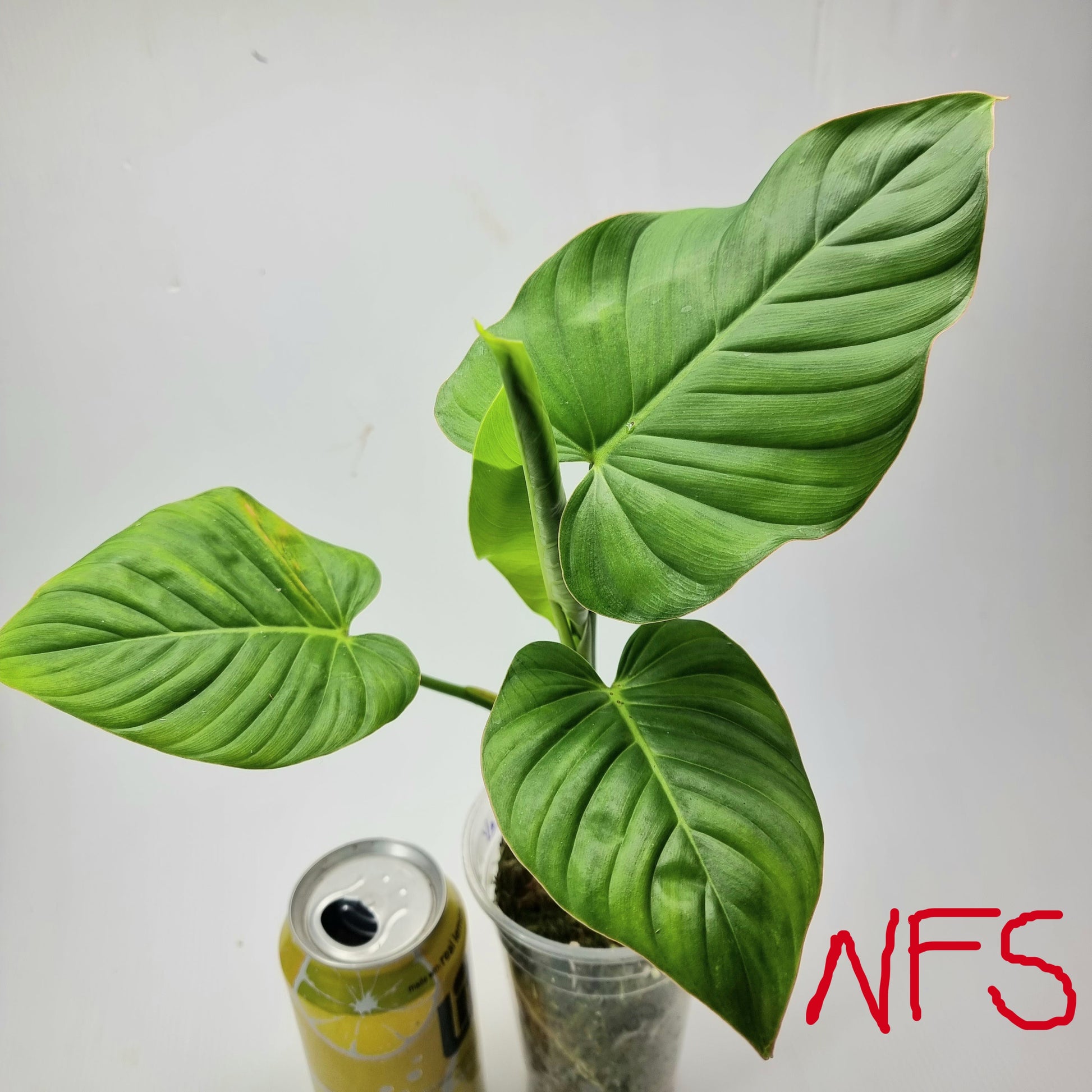 rare Philodendron gribianum for sale in Perth Australia