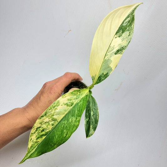 rare Variegated Dieffenbachia daguensis AKA Big ben Variegated for sale in Perth Australia