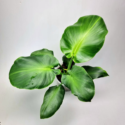 Philodendron rugosum Aberrant form