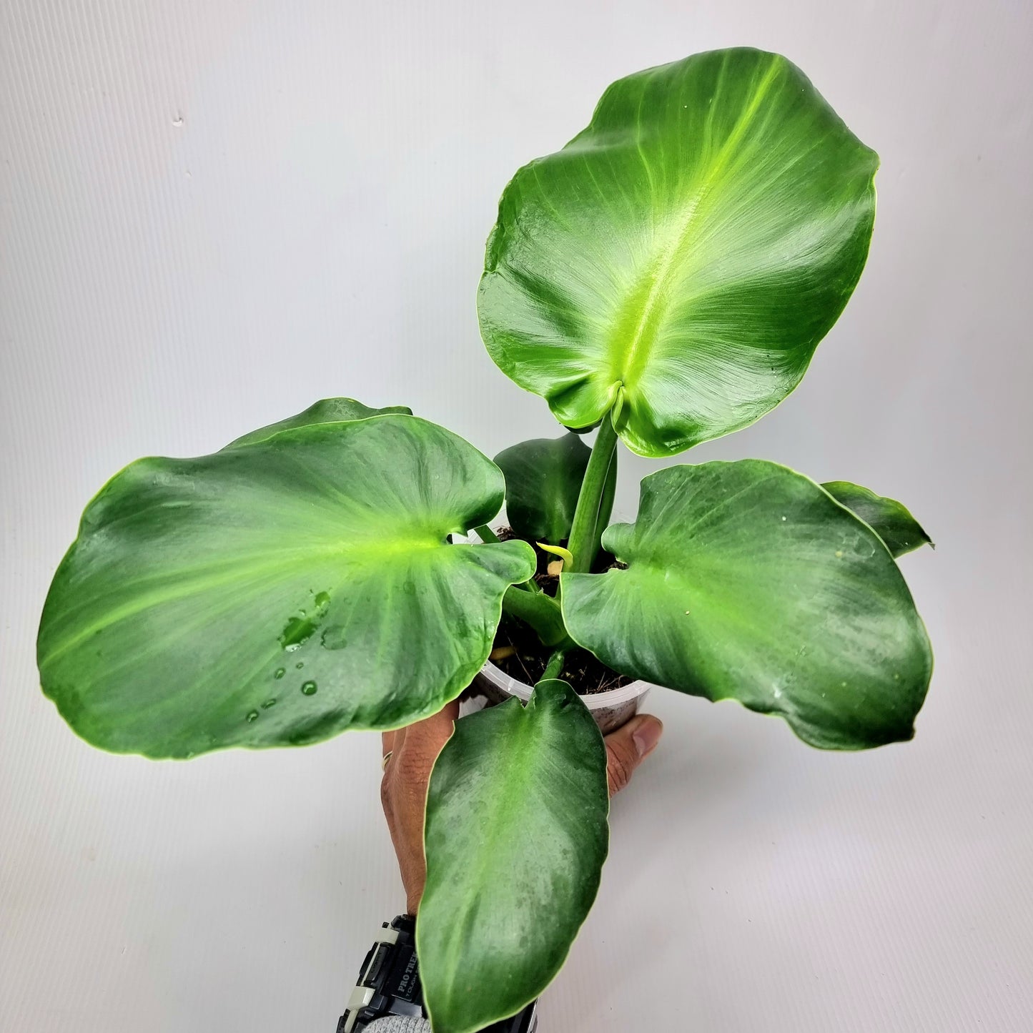 Philodendron rugosum Aberrant form
