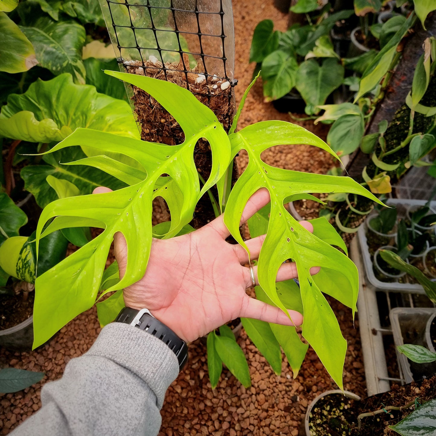 Epipremnum pinnatum 'Neon'