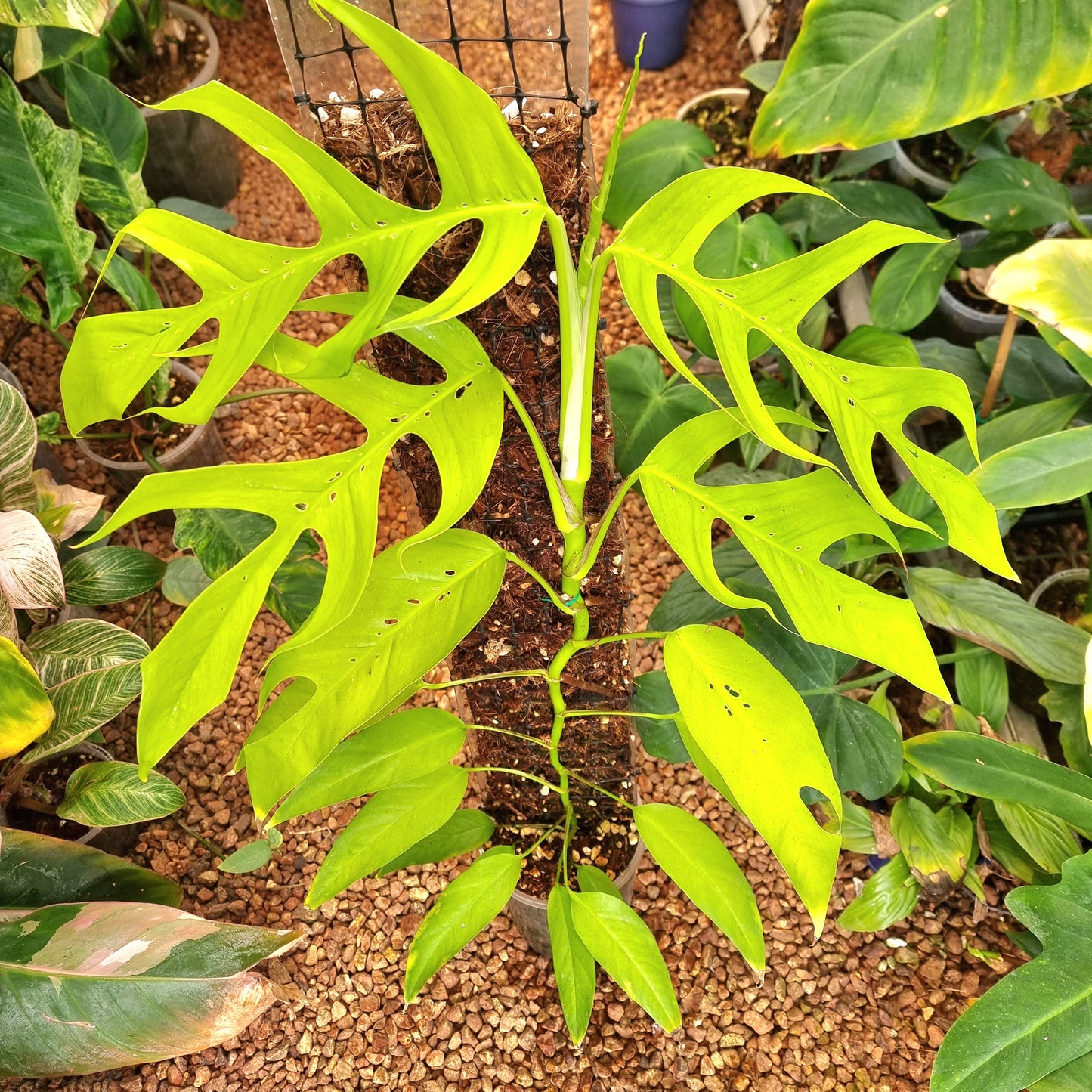 Epipremnum pinnatum 'Neon'