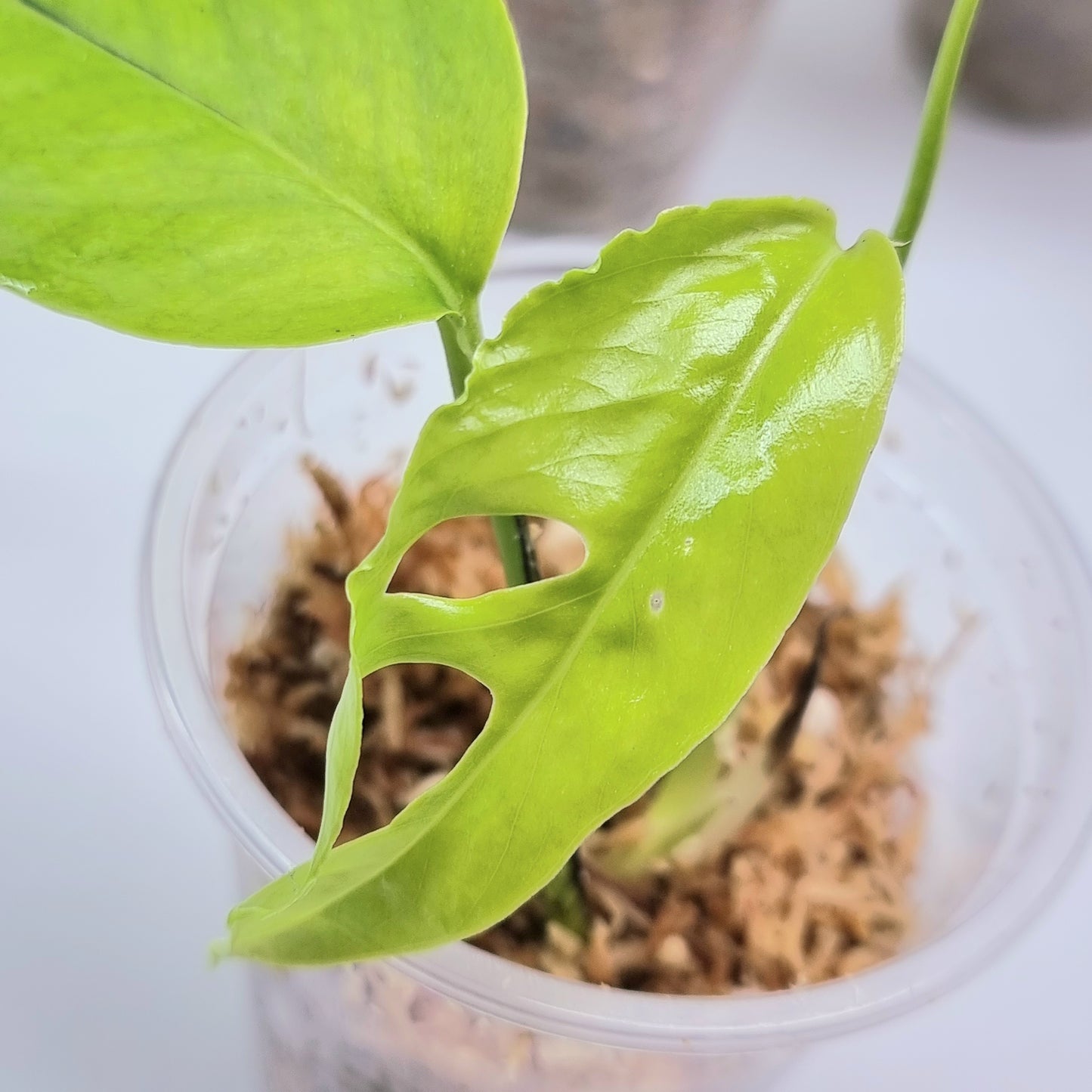 Epipremnum pinnatum 'Neon'