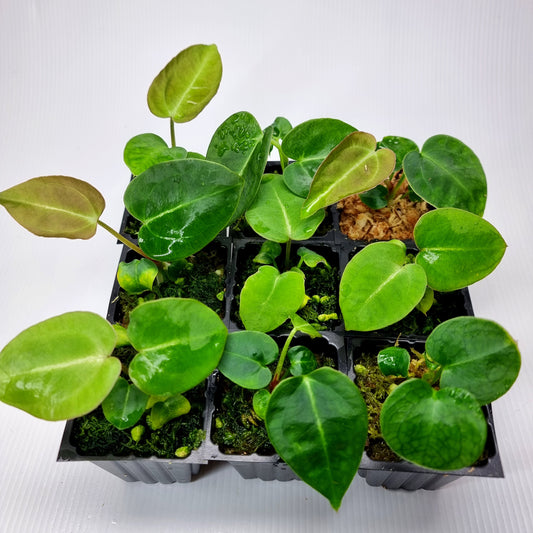 rare Anthurium Ace of Spades for sale in Perth Australia