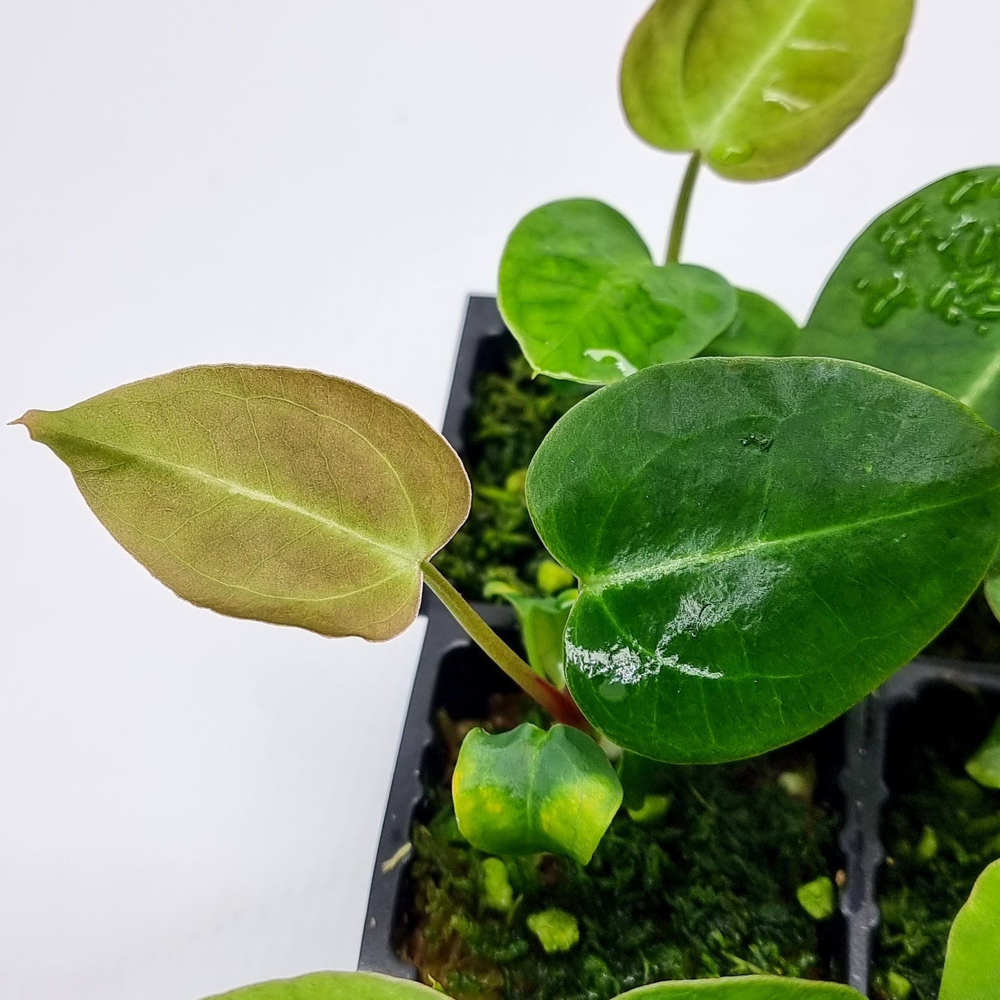 rare Anthurium Ace of Spades for sale in Perth Australia