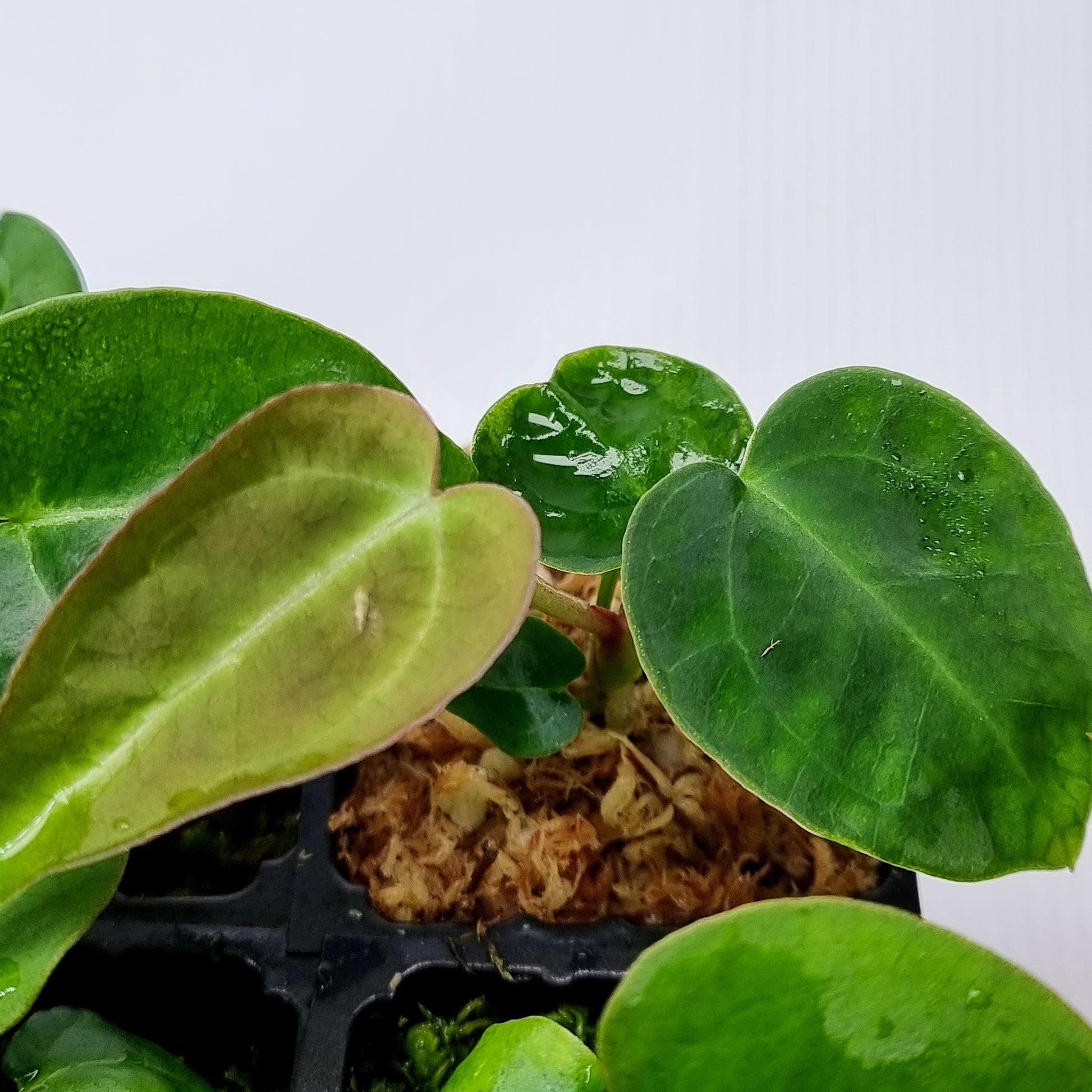 rare Anthurium Ace of Spades for sale in Perth Australia