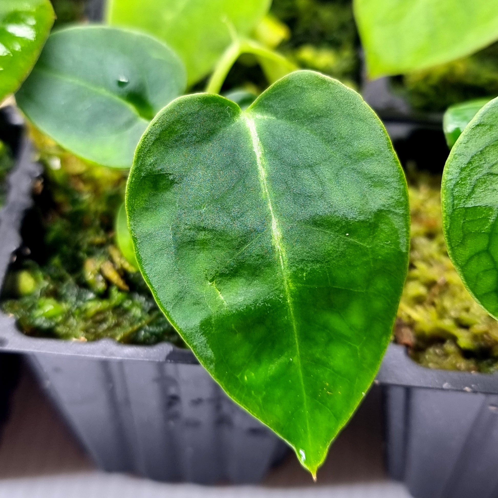 rare Anthurium Ace of Spades for sale in Perth Australia