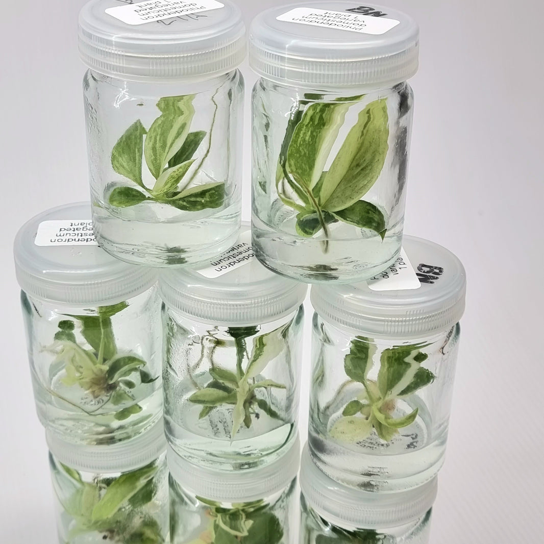 Tissue Culture Kits Flora Magnifica Australia