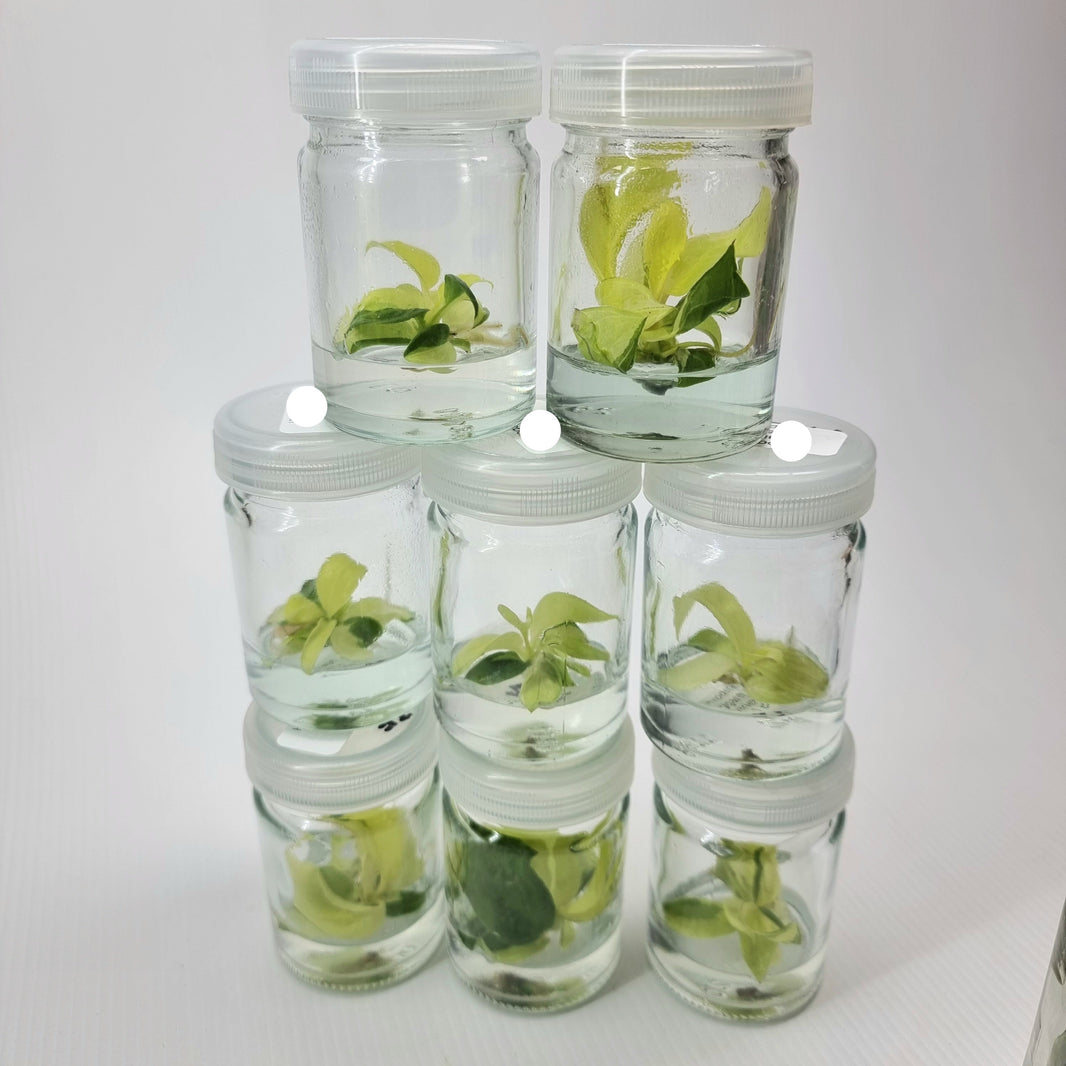 Tissue Culture Kits Flora Magnifica Australia