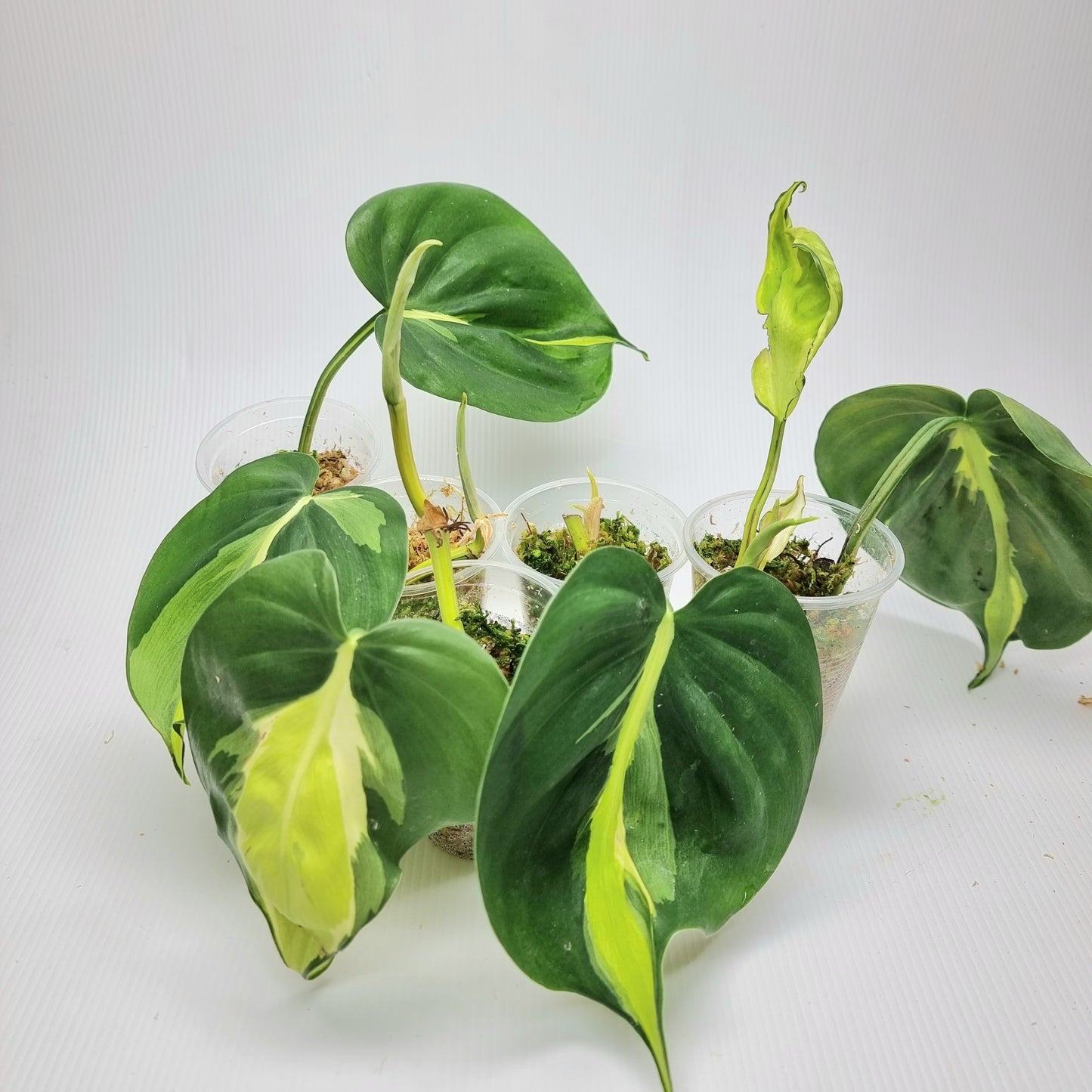 rare Philodendron cream splash for sale in Perth Australia