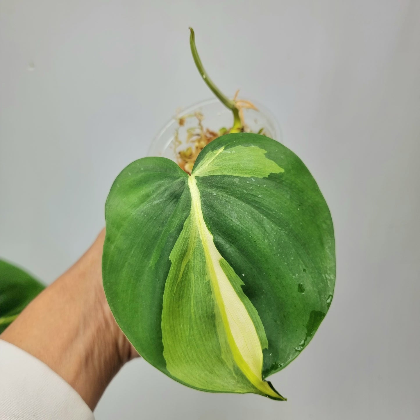 rare Philodendron cream splash for sale in Perth Australia