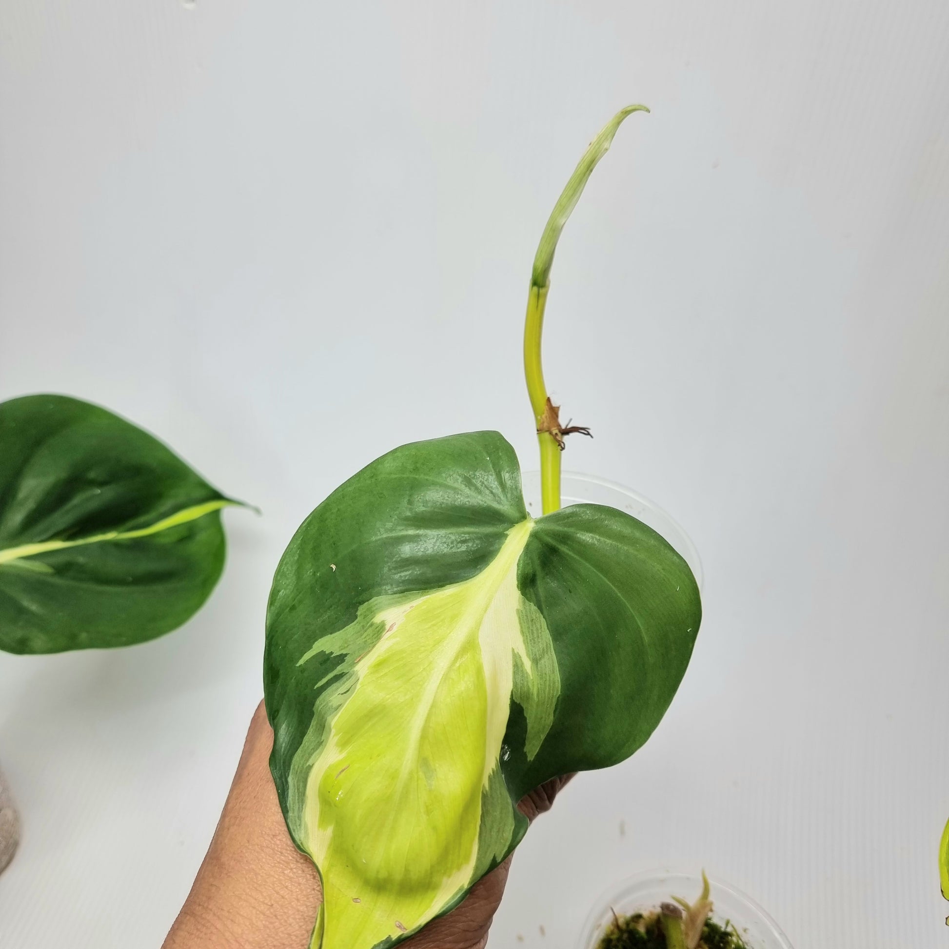 rare Philodendron cream splash for sale in Perth Australia