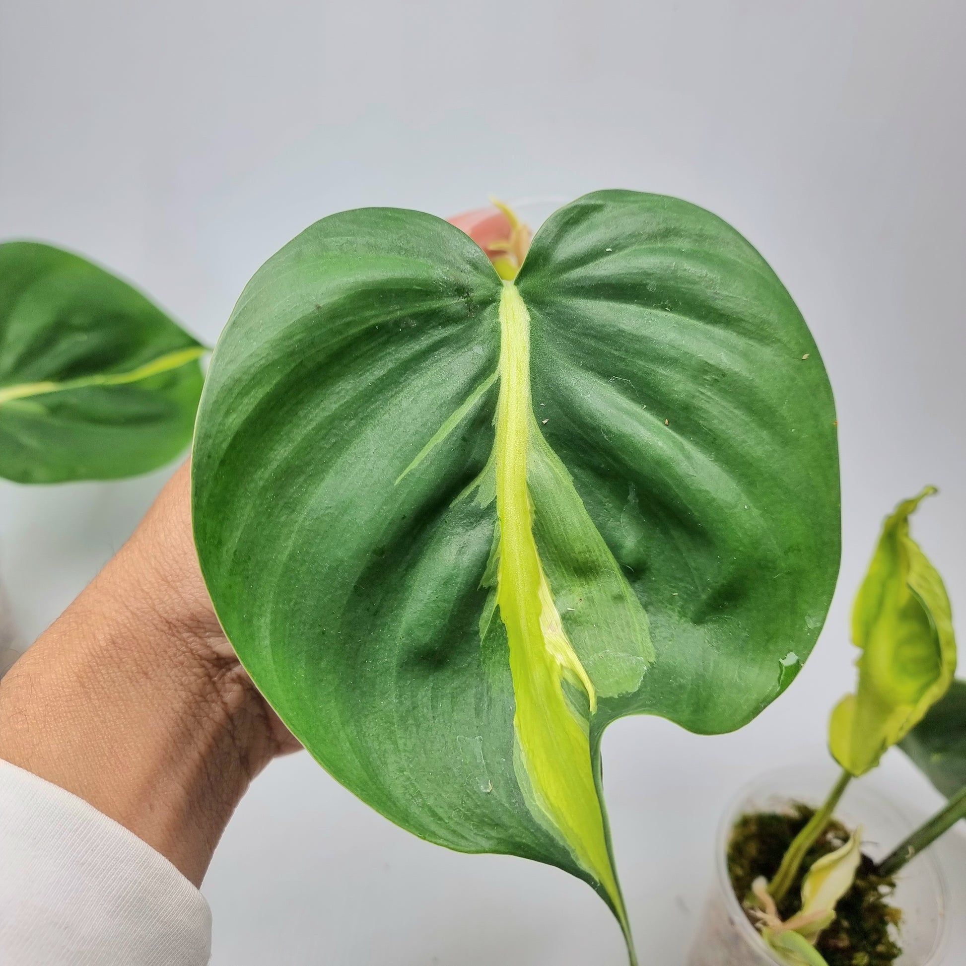 rare Philodendron cream splash for sale in Perth Australia