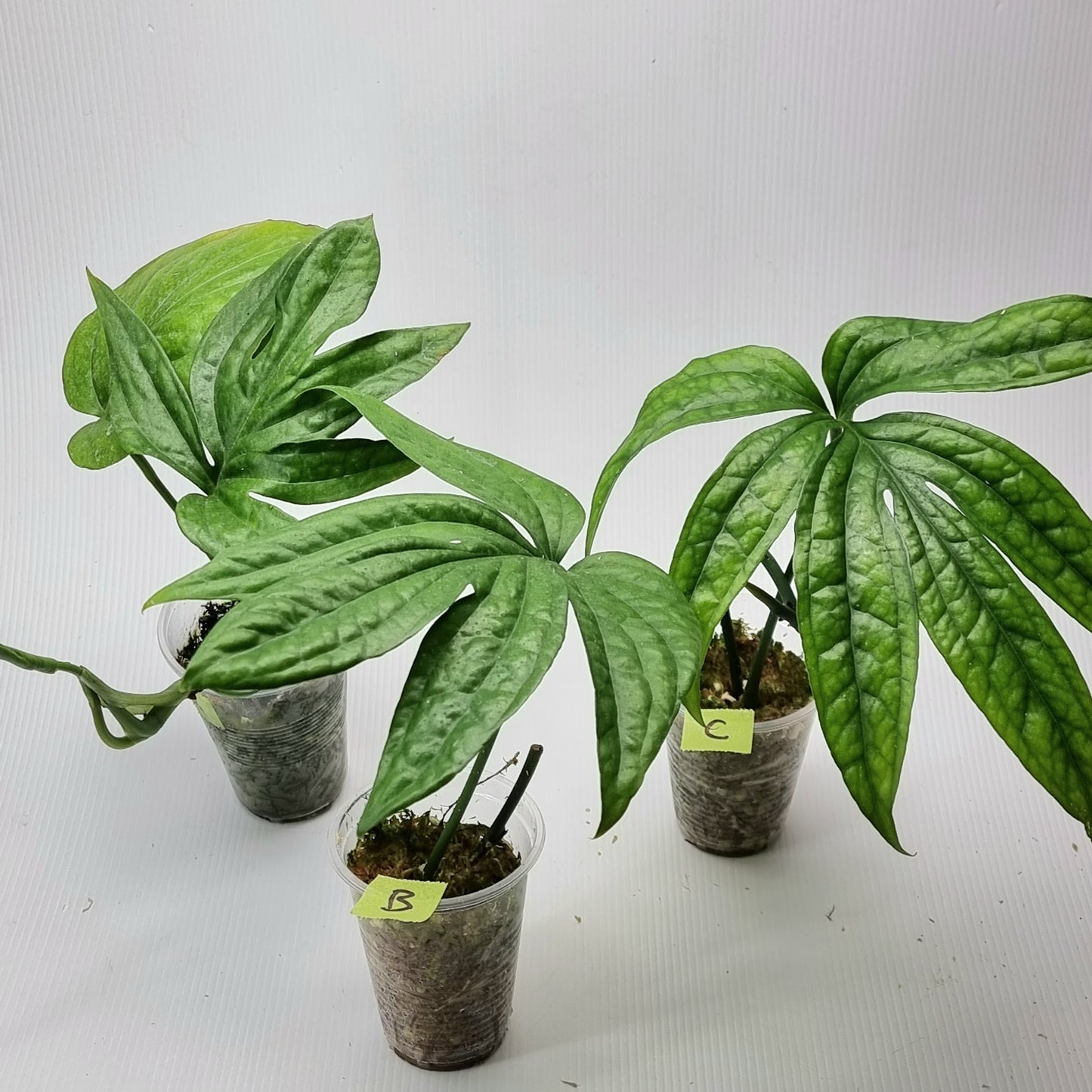 rare Amydrium zippelianum for sale in Perth Australia