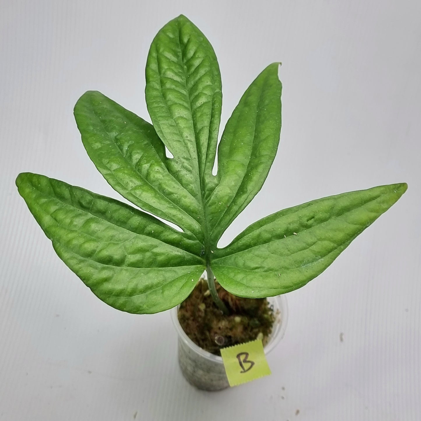 rare Amydrium zippelianum for sale in Perth Australia