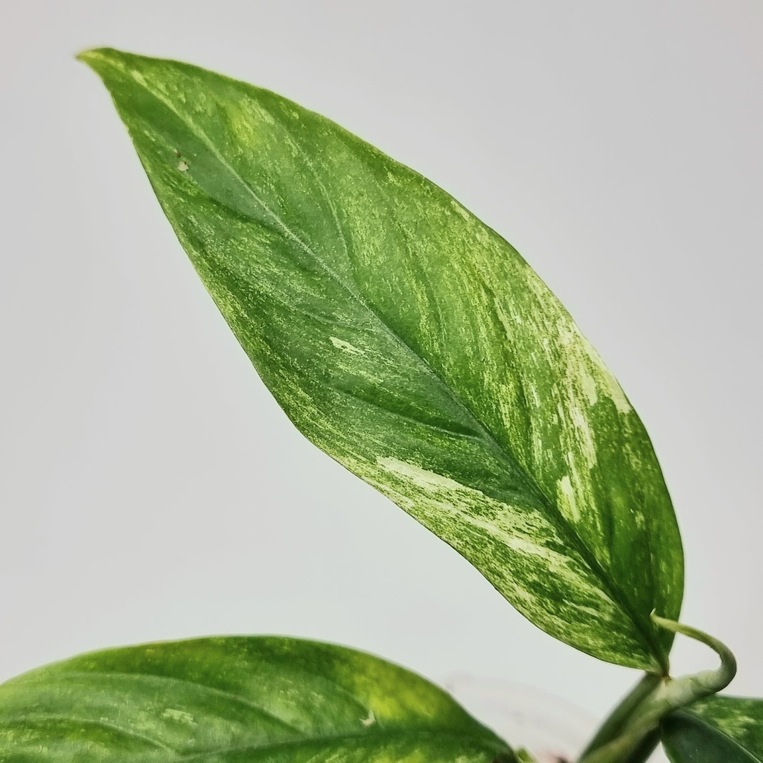 Rhaphidophora foraminifera Variegated – Flora Magnifica Australia