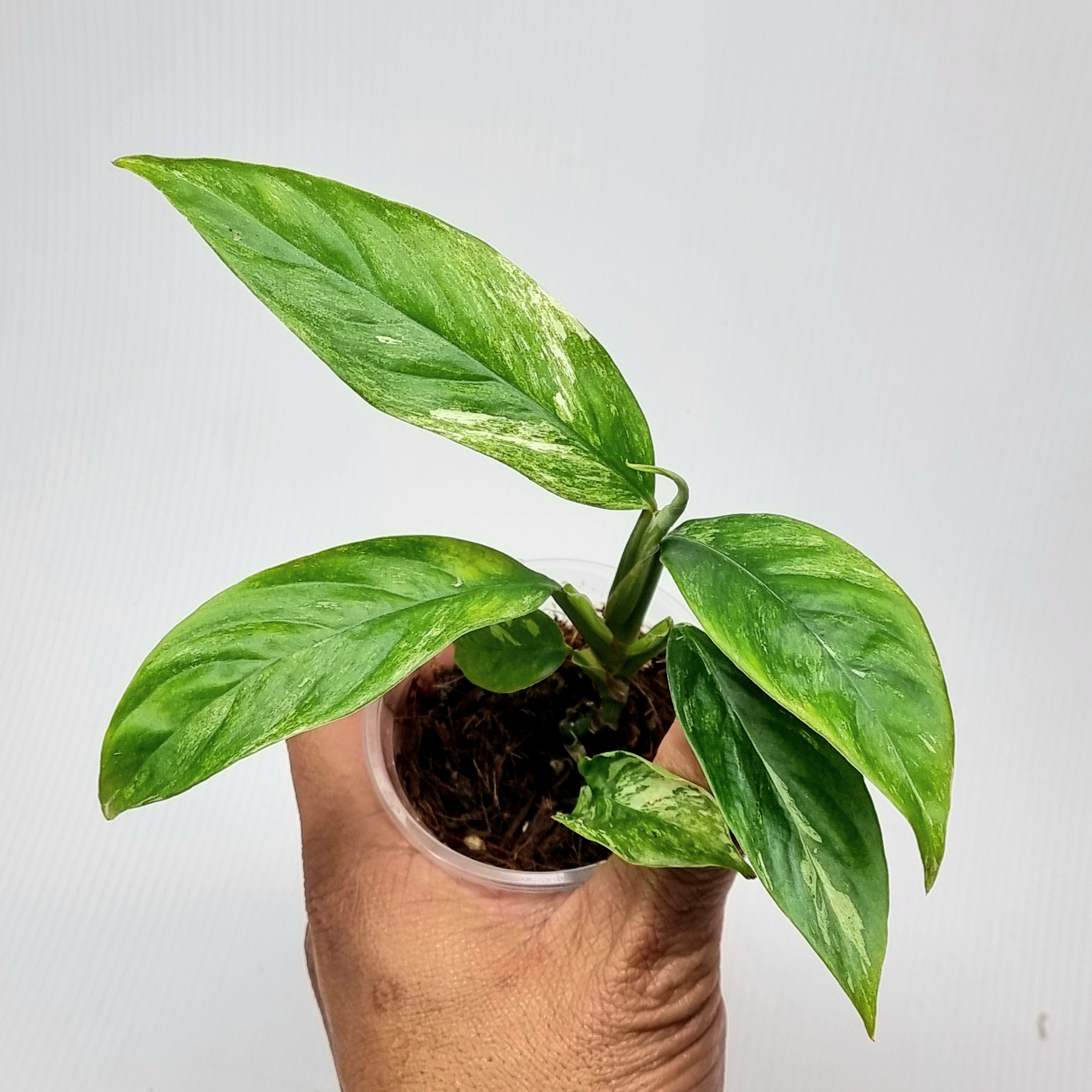 Rhaphidophora foraminifera Variegated – Flora Magnifica Australia