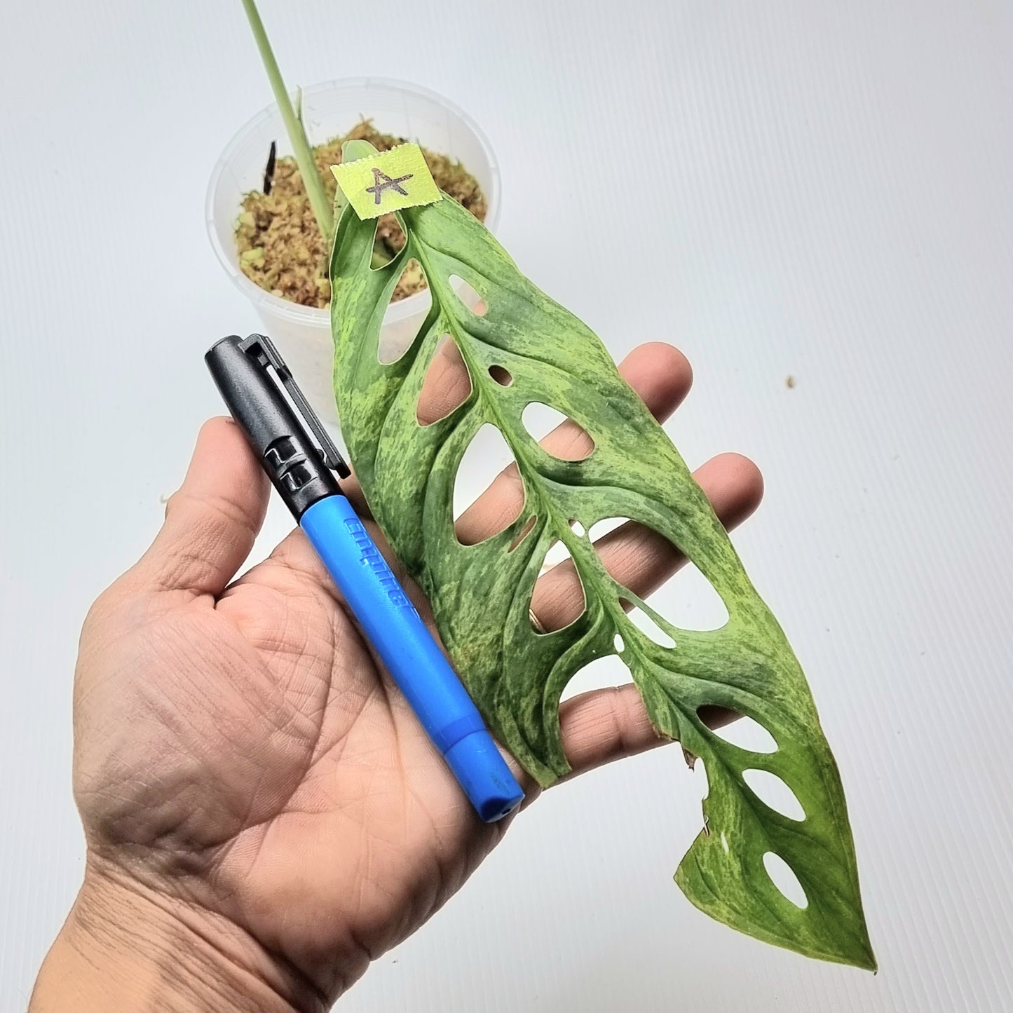 rare Monstera sp 'Indonesian Marble' for sale in Perth Australia