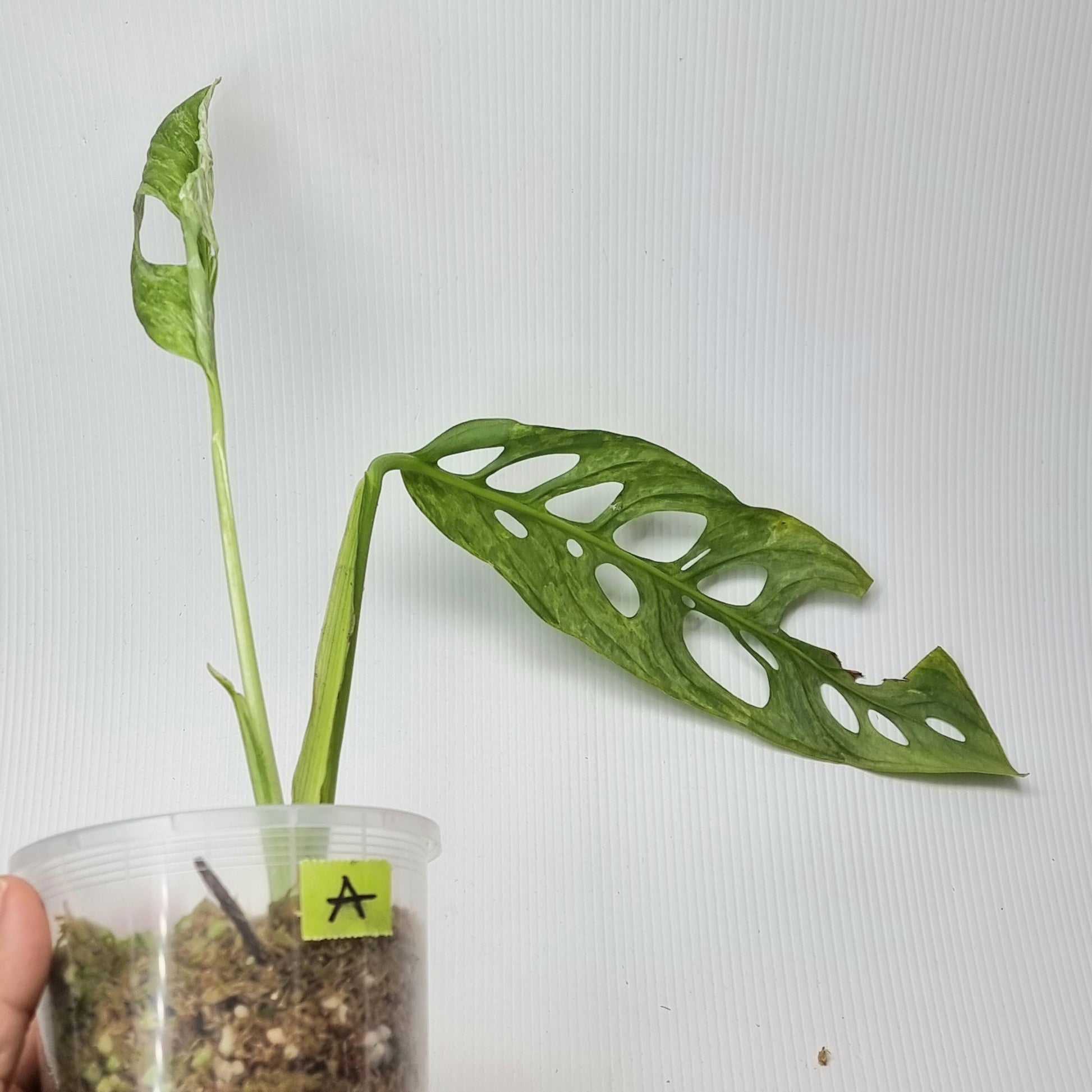 rare Monstera sp 'Indonesian Marble' for sale in Perth Australia