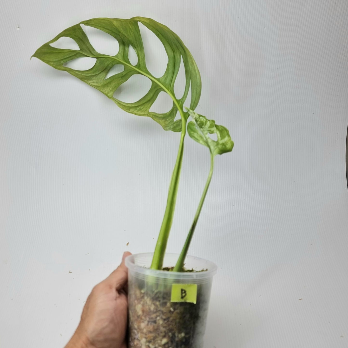 rare Monstera sp 'Indonesian Marble' for sale in Perth Australia