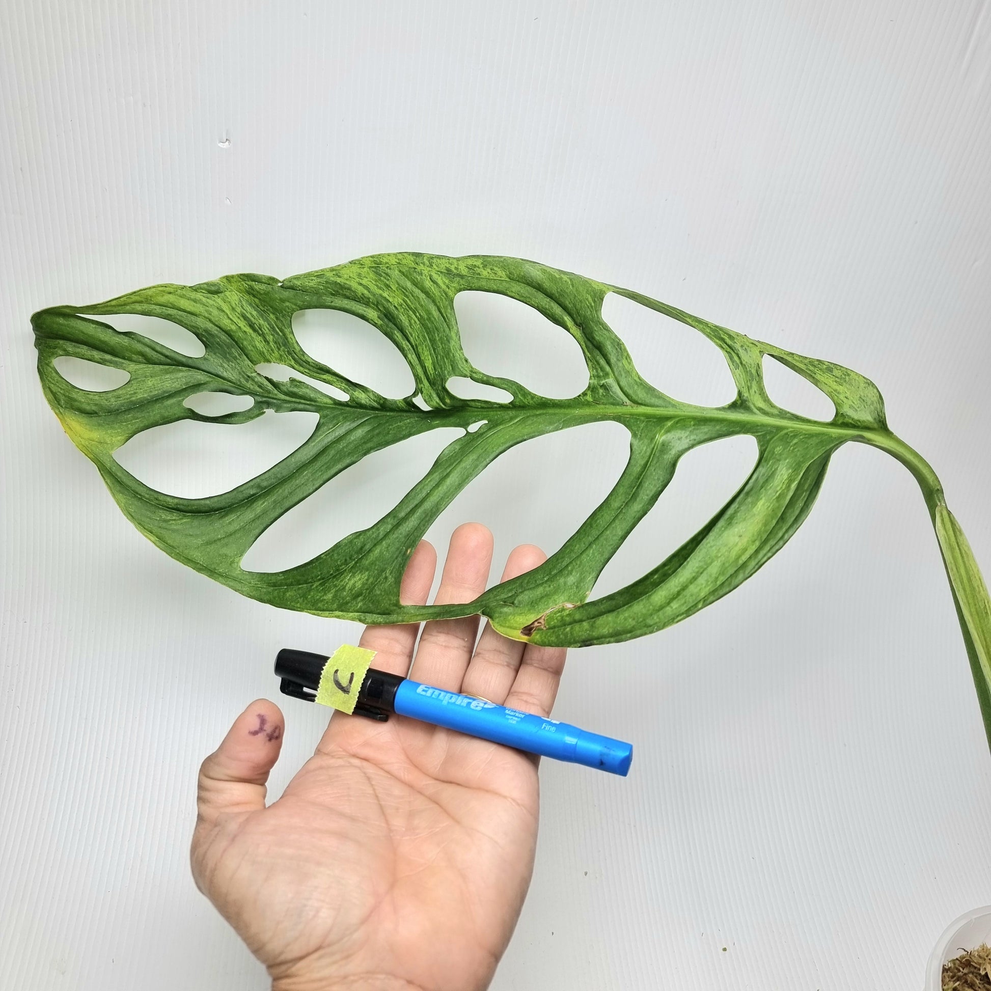 rare Monstera sp 'Indonesian Marble' for sale in Perth Australia