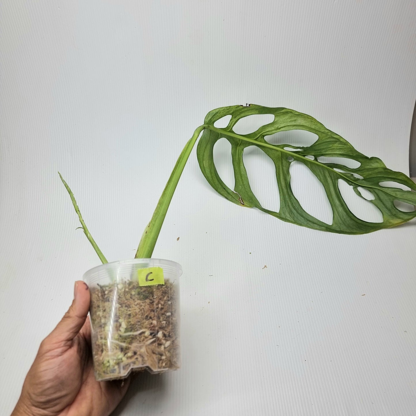 rare Monstera sp 'Indonesian Marble' for sale in Perth Australia