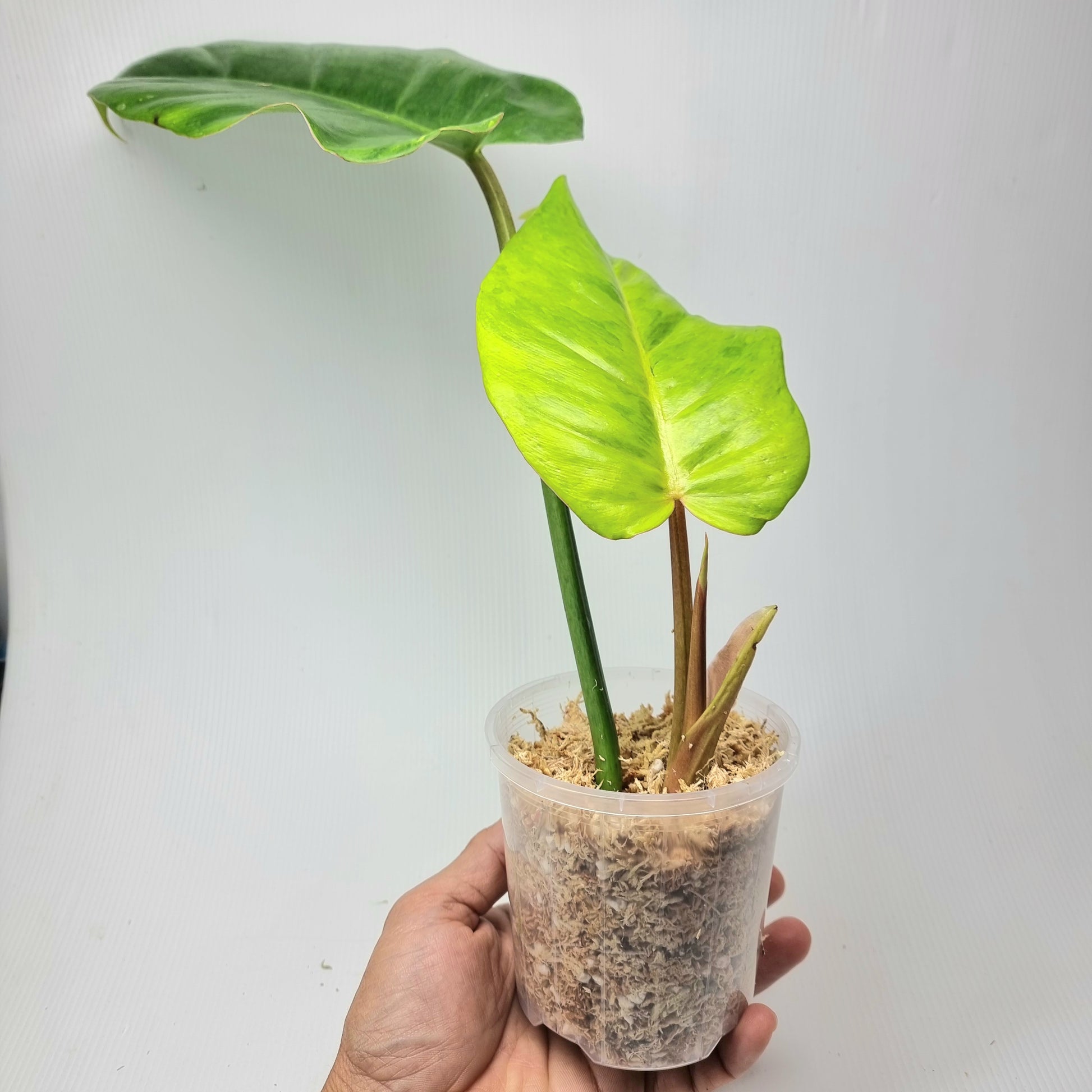 rare Philodendron Jungle Fever yellow mutation AKA Eggyolk for sale in Perth Australia