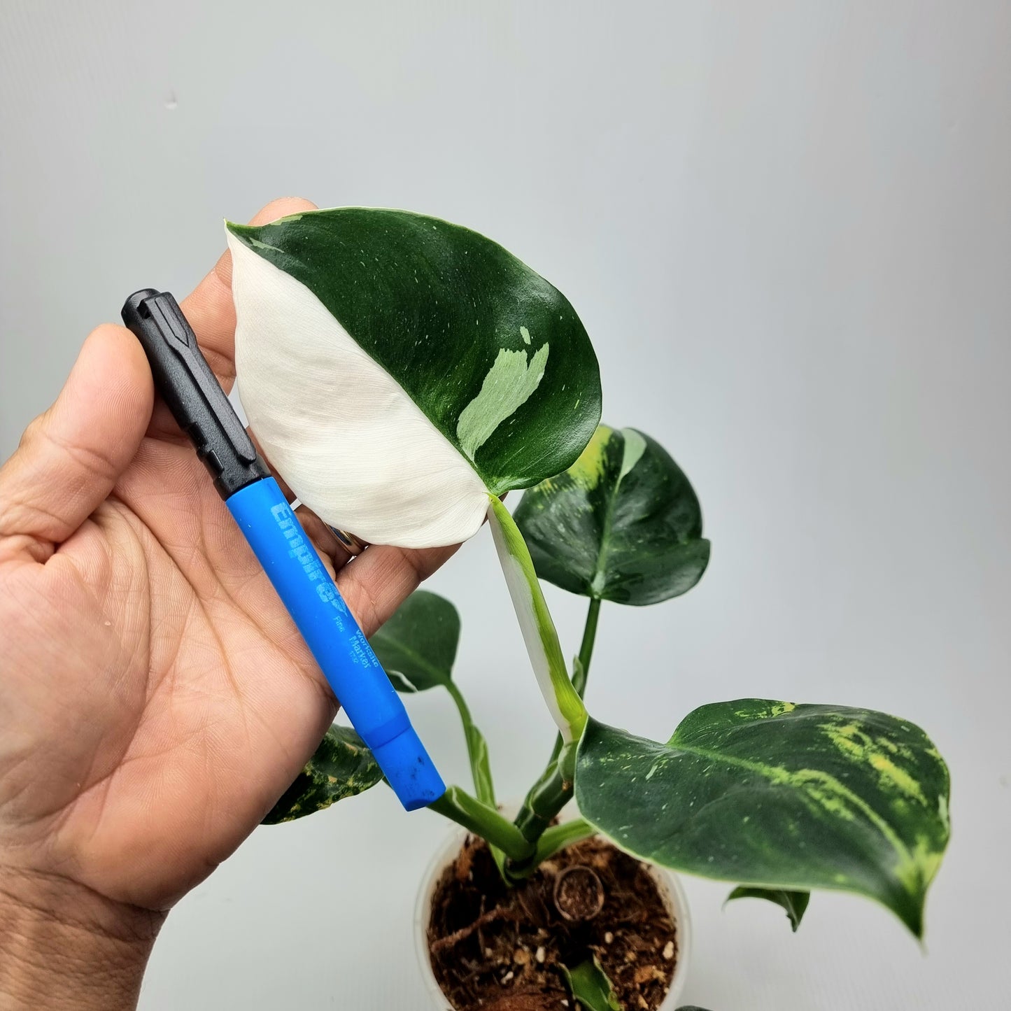 rare Philodendron White wizard for sale in Perth Australia