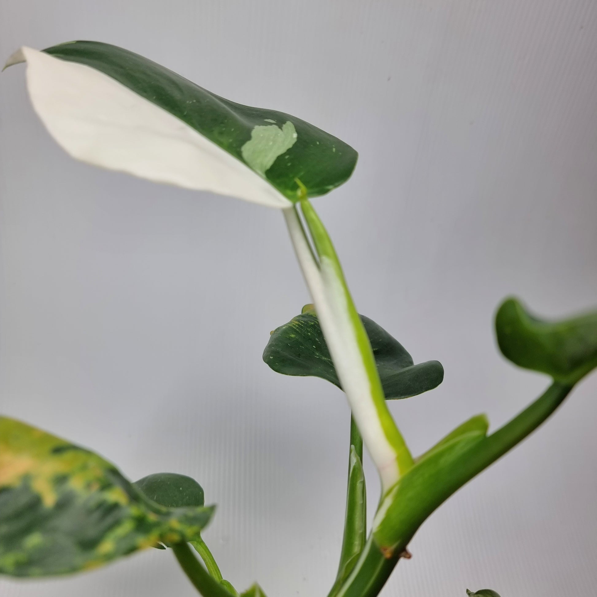 rare Philodendron White wizard for sale in Perth Australia