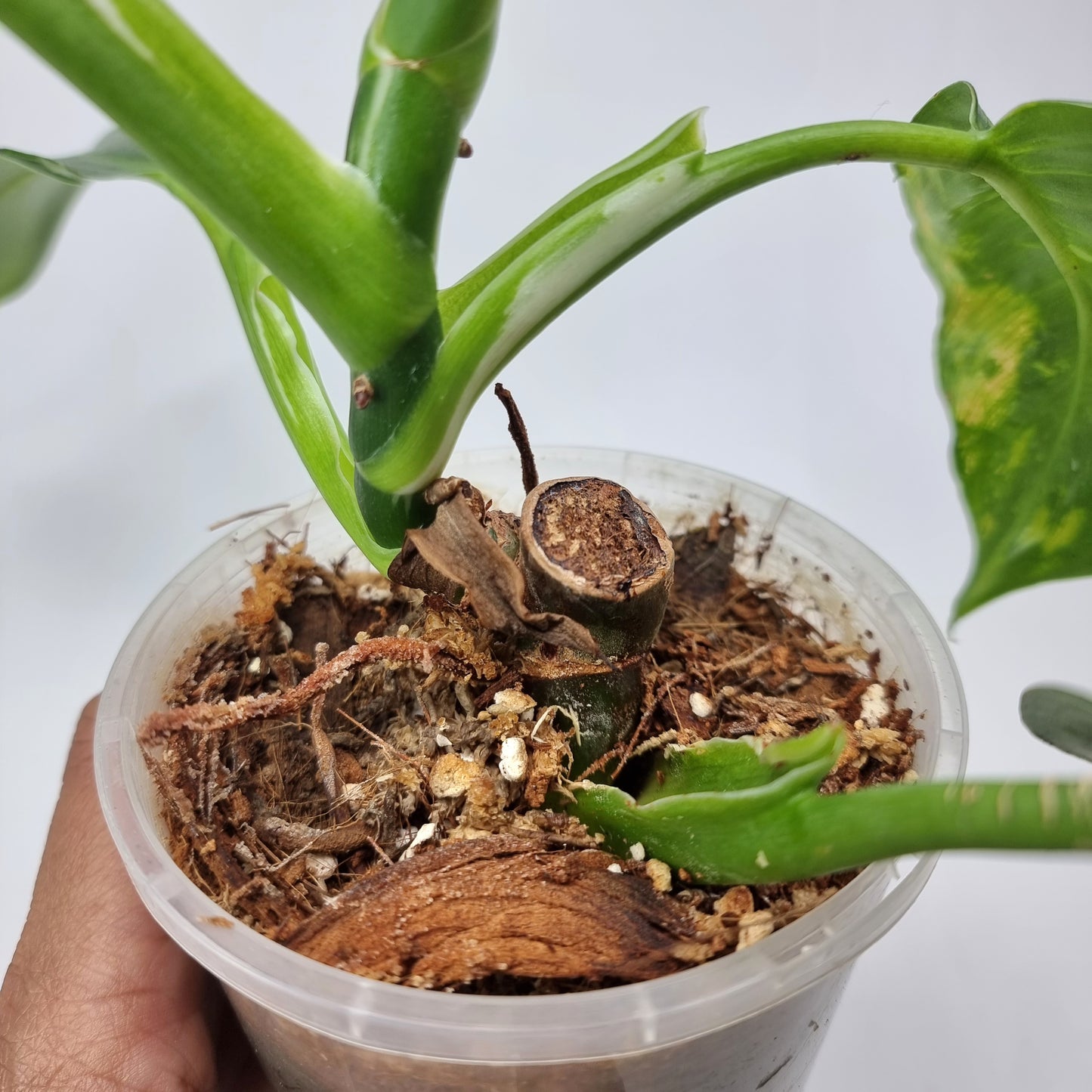 rare Philodendron White wizard for sale in Perth Australia