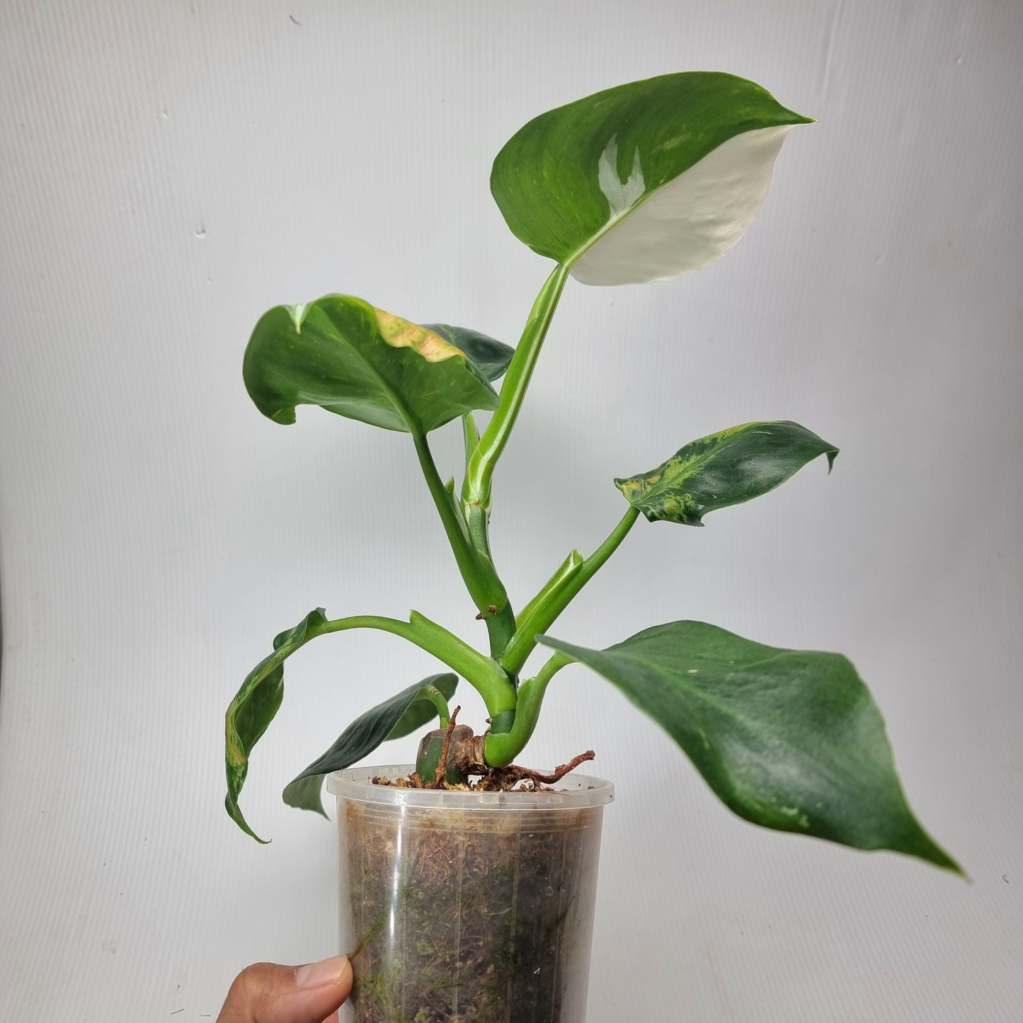 rare Philodendron White wizard for sale in Perth Australia