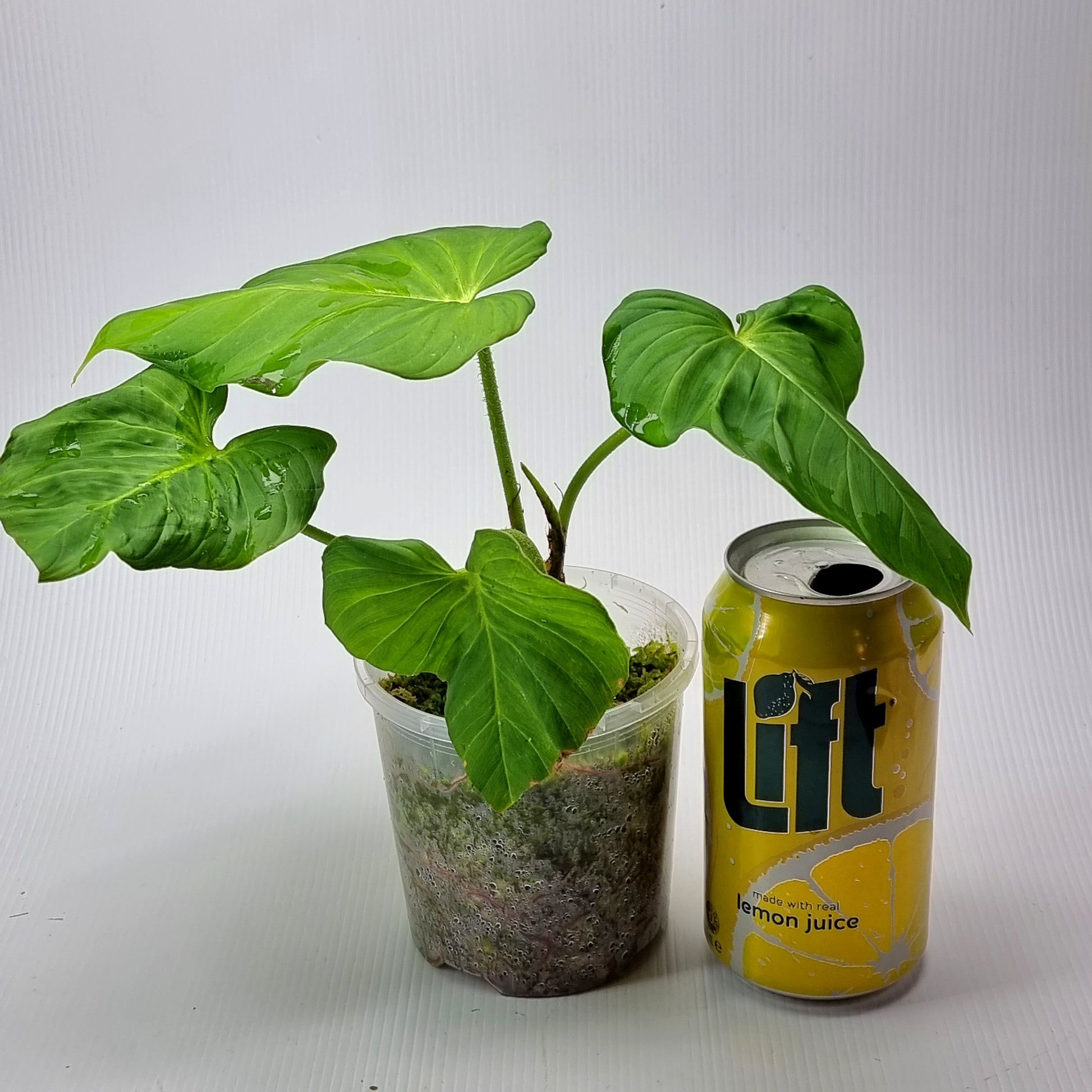 rare Philodendron pseudoverrucosum AKA White Verrucosum for sale in Perth Australia