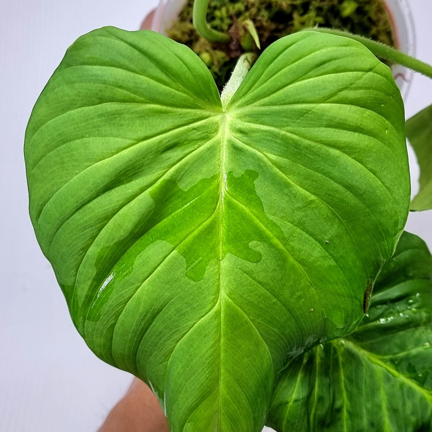 rare Philodendron pseudoverrucosum AKA White Verrucosum for sale in Perth Australia