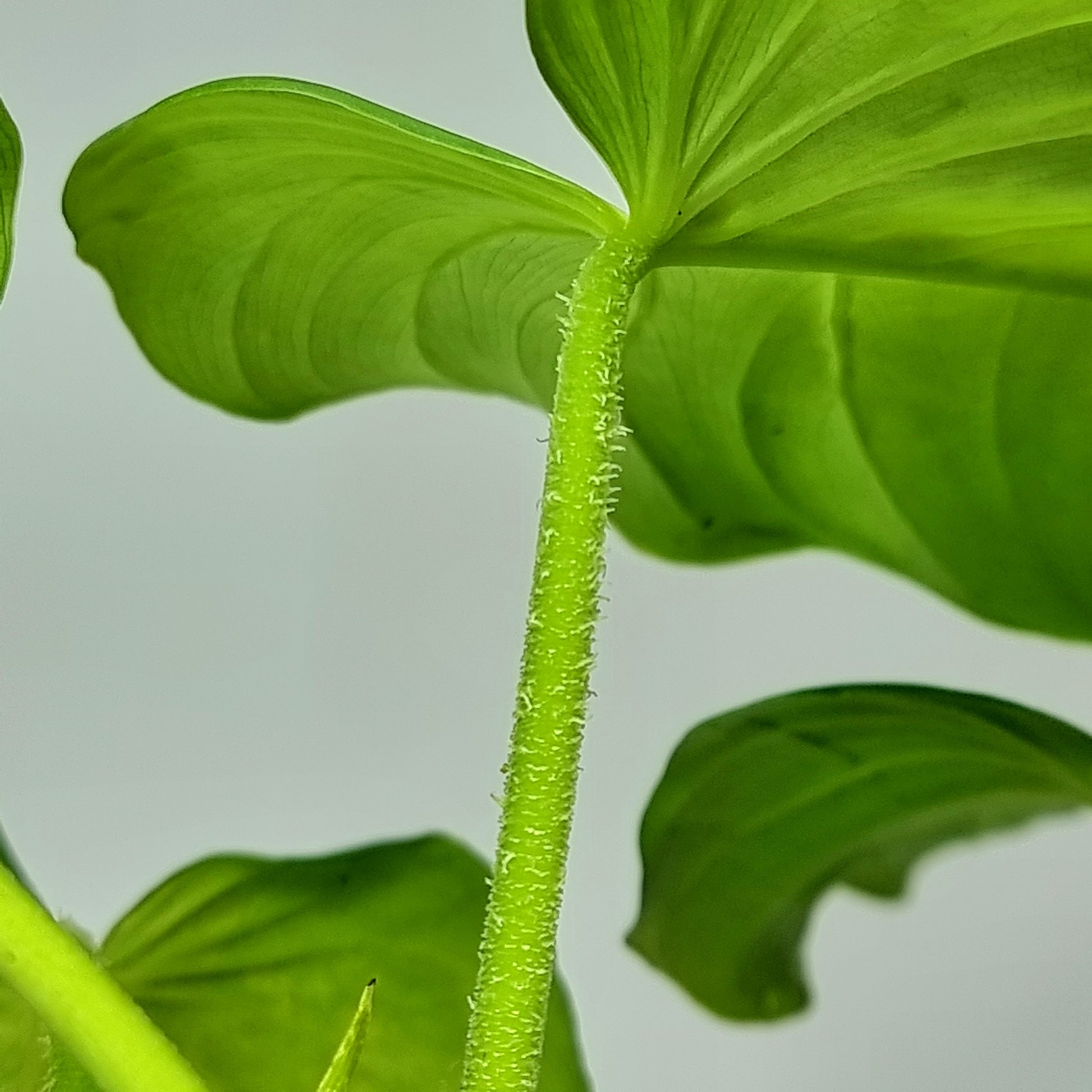 rare Philodendron pseudoverrucosum AKA White Verrucosum for sale in Perth Australia