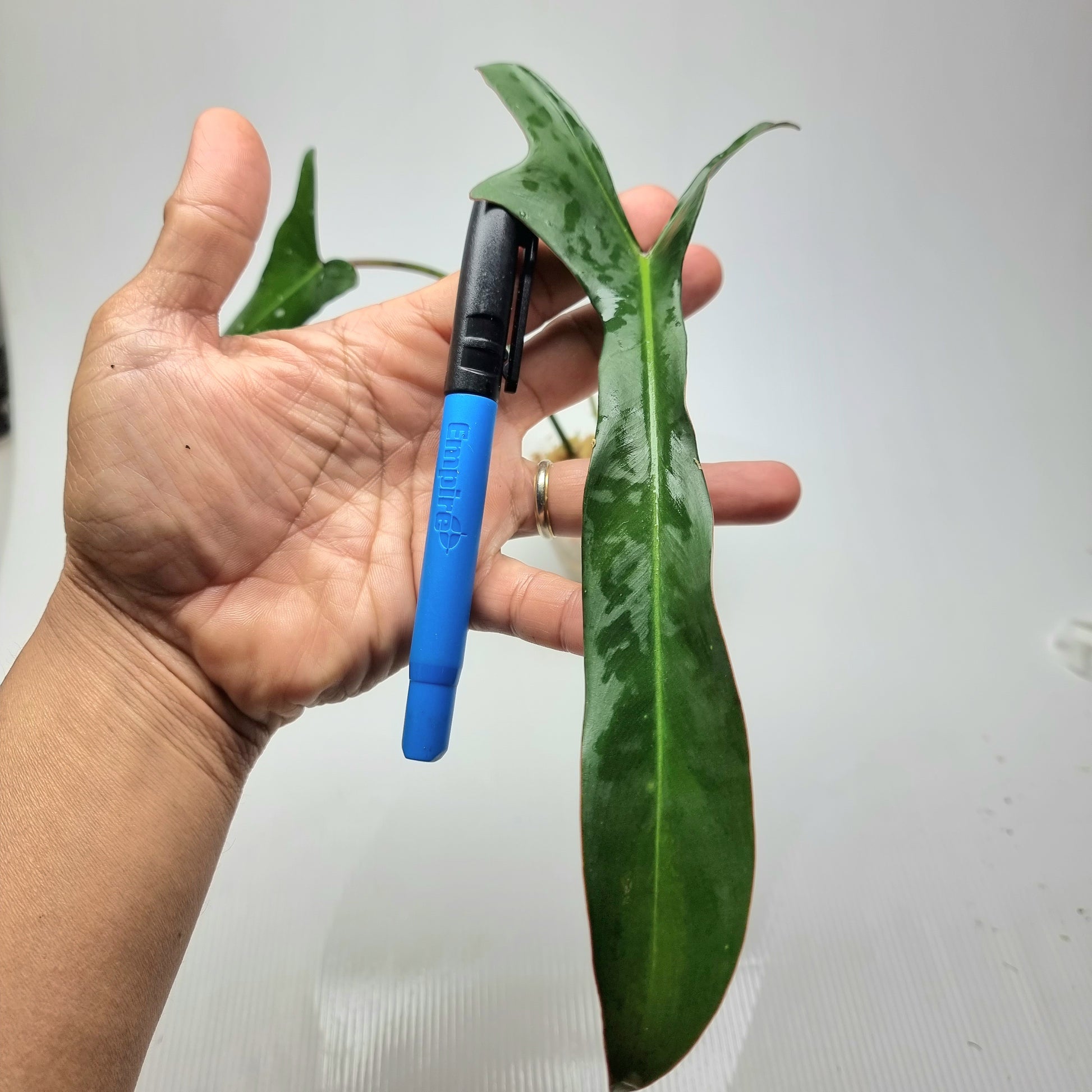 rare Philodendron longilobatum Lelano Miyano for sale in Perth Australia