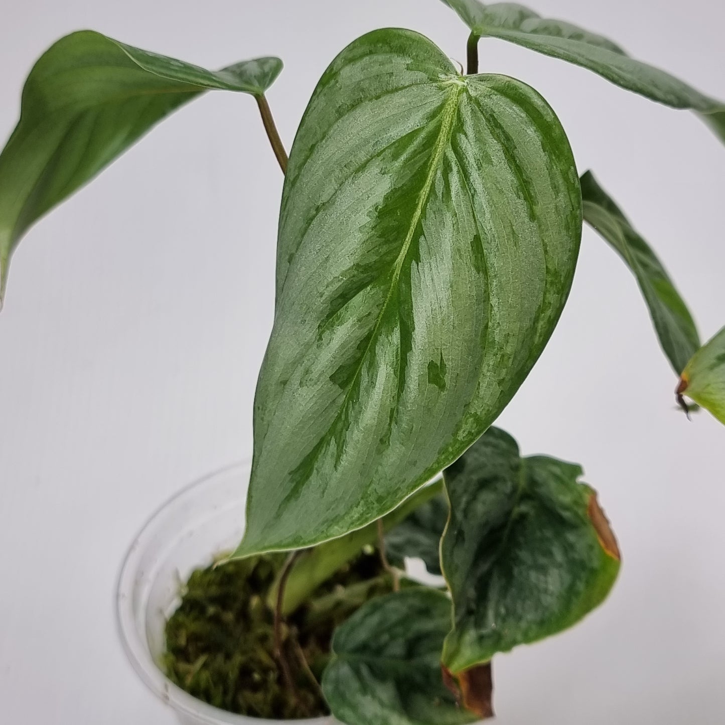 Philodendron sodirini