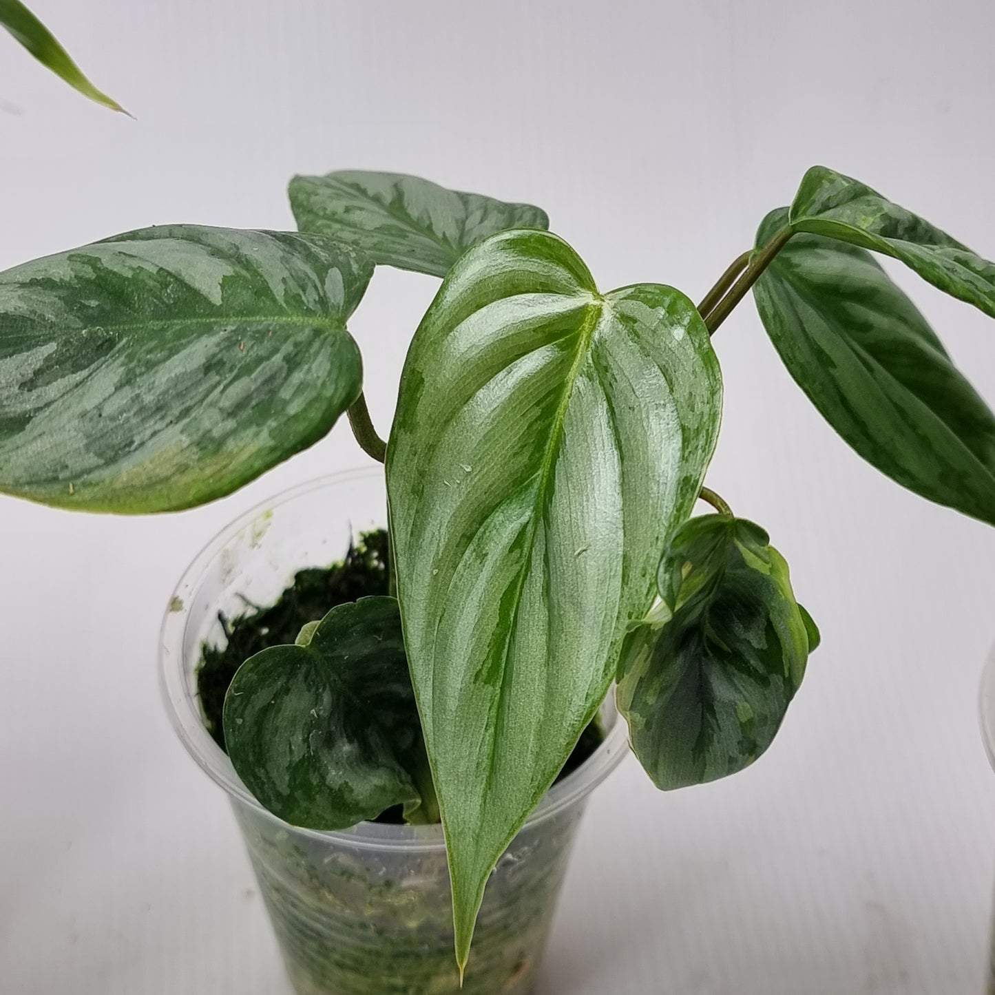 Philodendron sodirini