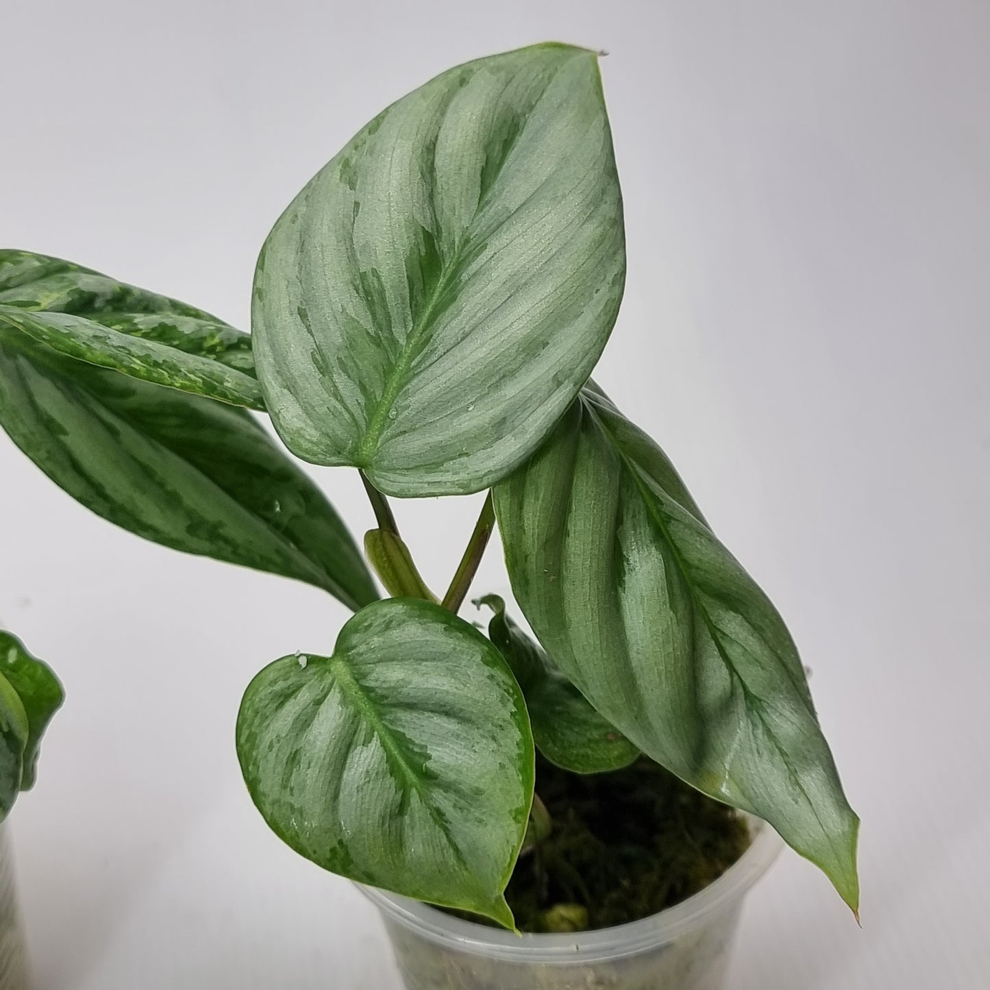 Philodendron sodirini