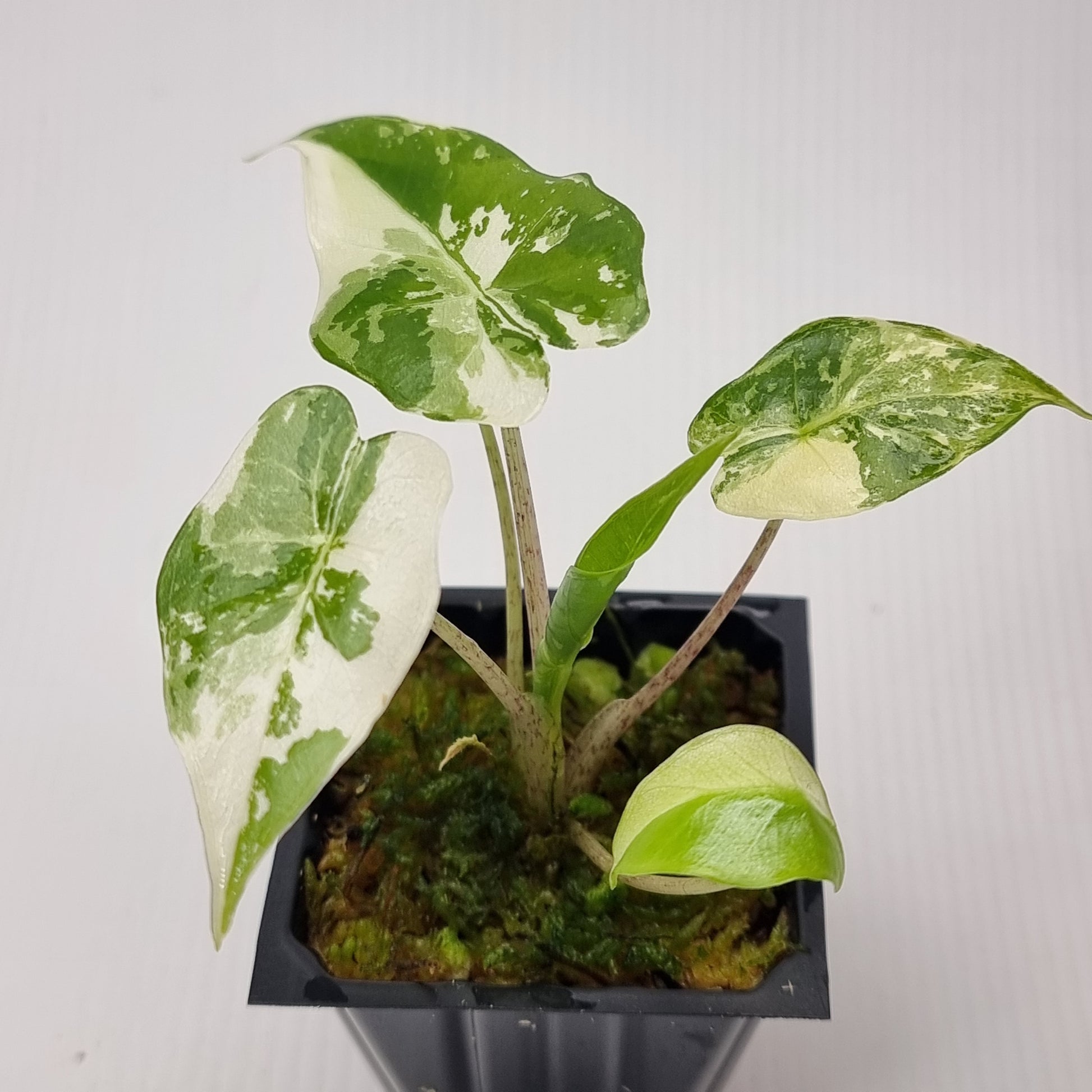 rare Alocasia portora variegated for sale in Perth Australia