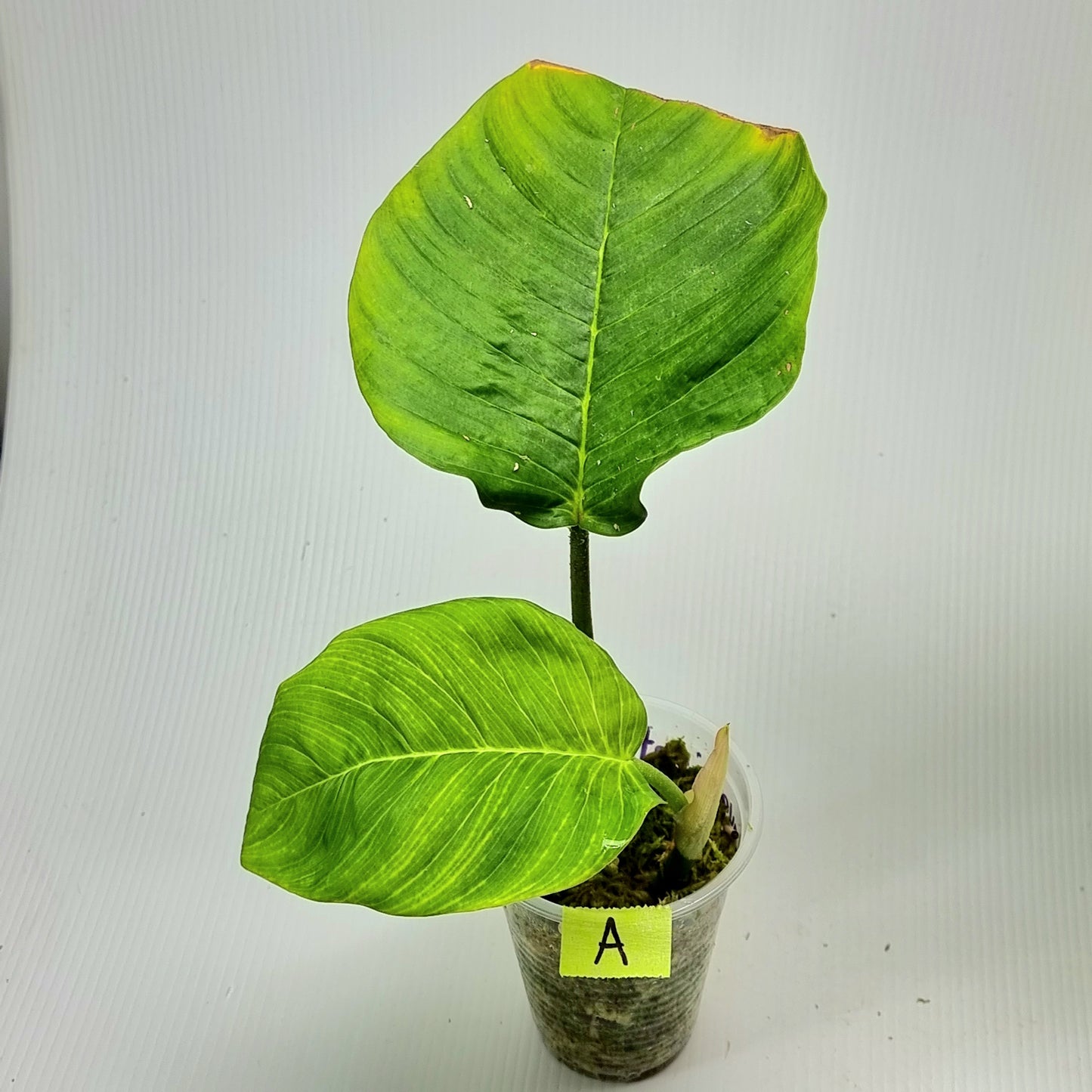 rare Philodendron squamipetiolatum for sale in Perth Australia