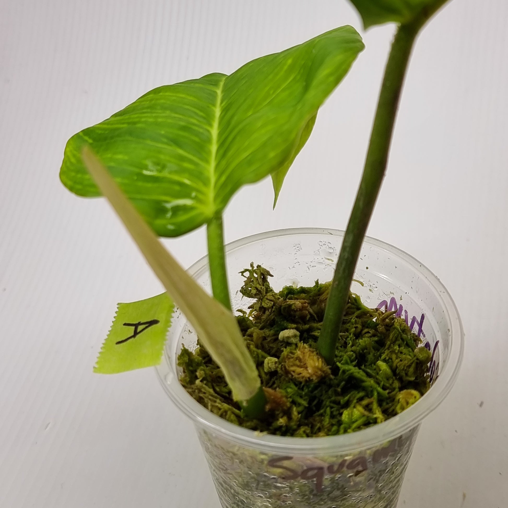 rare Philodendron squamipetiolatum for sale in Perth Australia