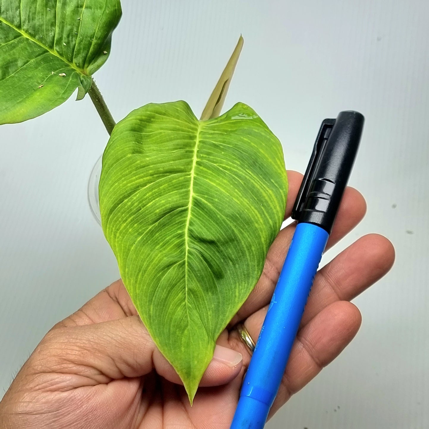 rare Philodendron squamipetiolatum for sale in Perth Australia