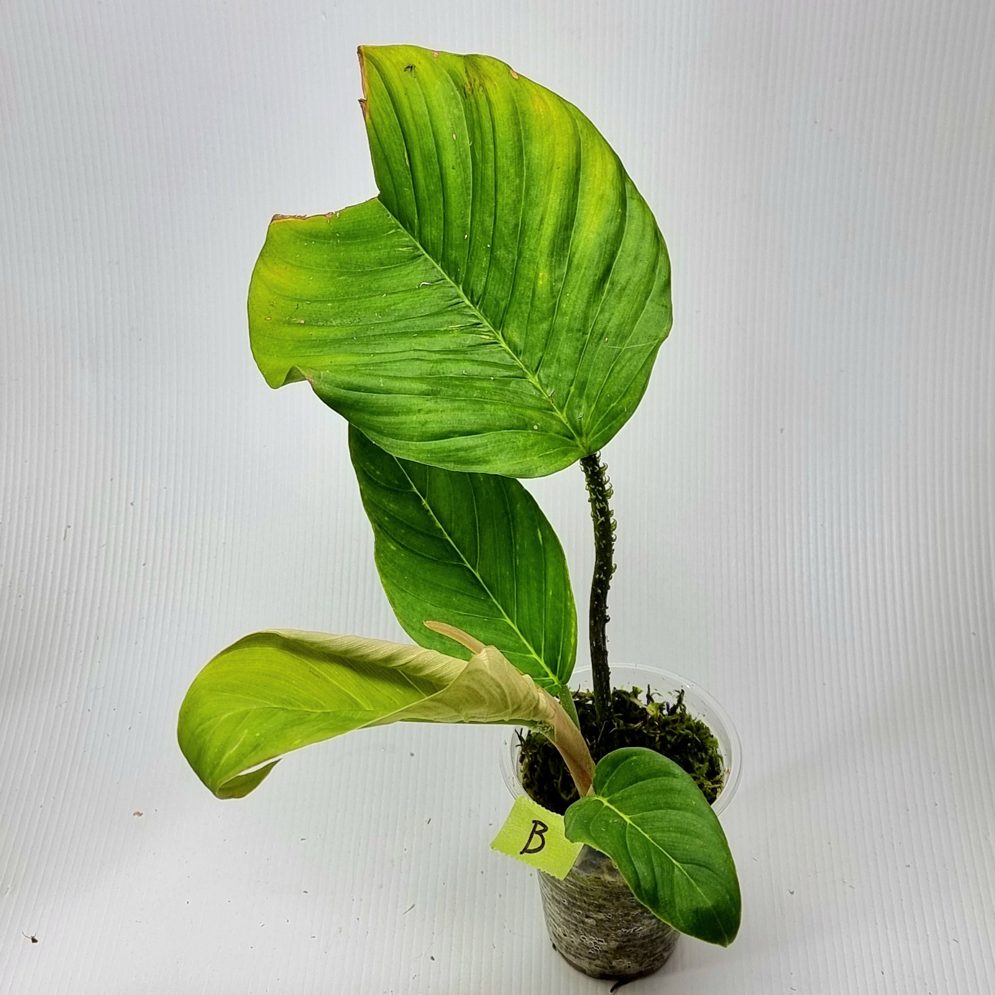 rare Philodendron squamipetiolatum for sale in Perth Australia