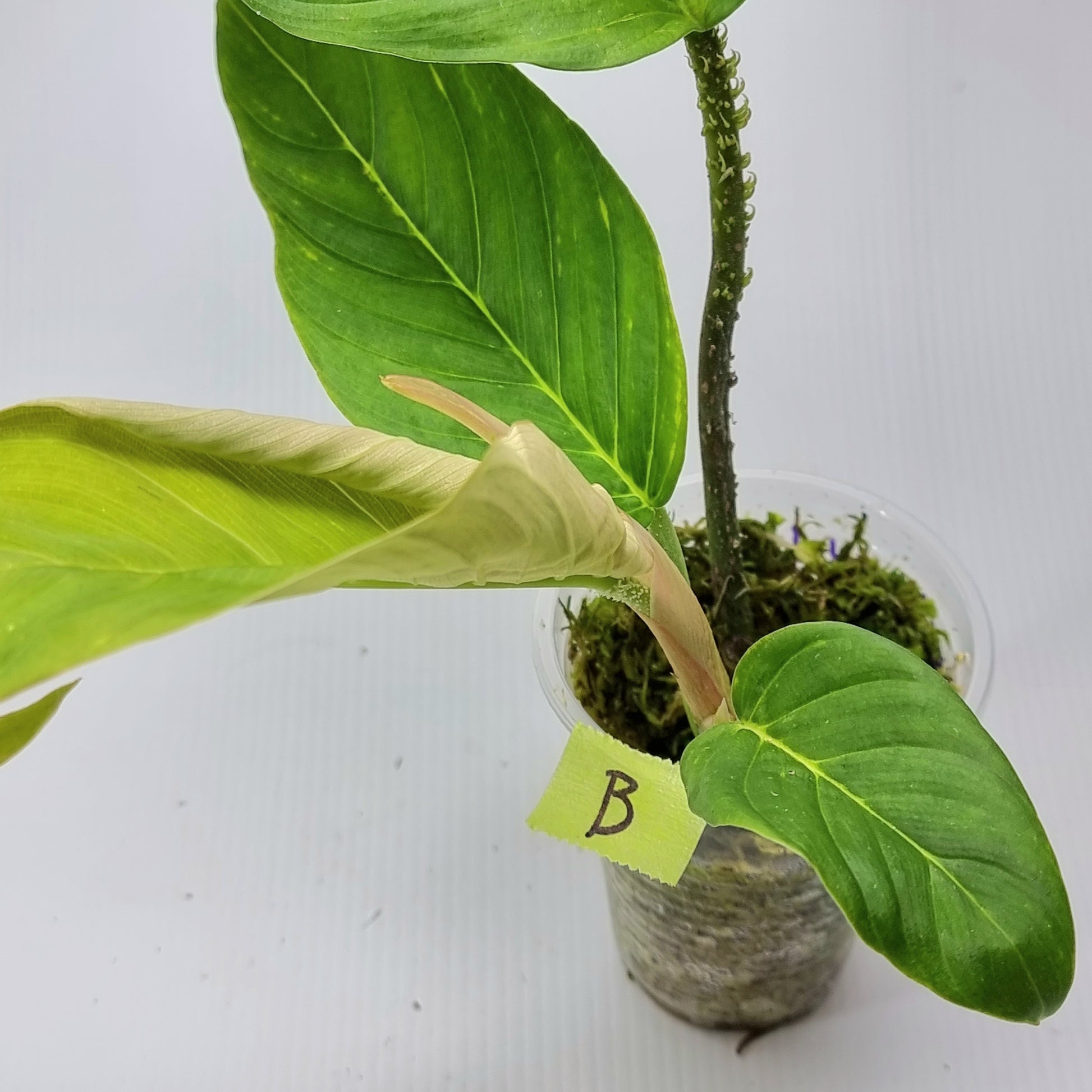 rare Philodendron squamipetiolatum for sale in Perth Australia