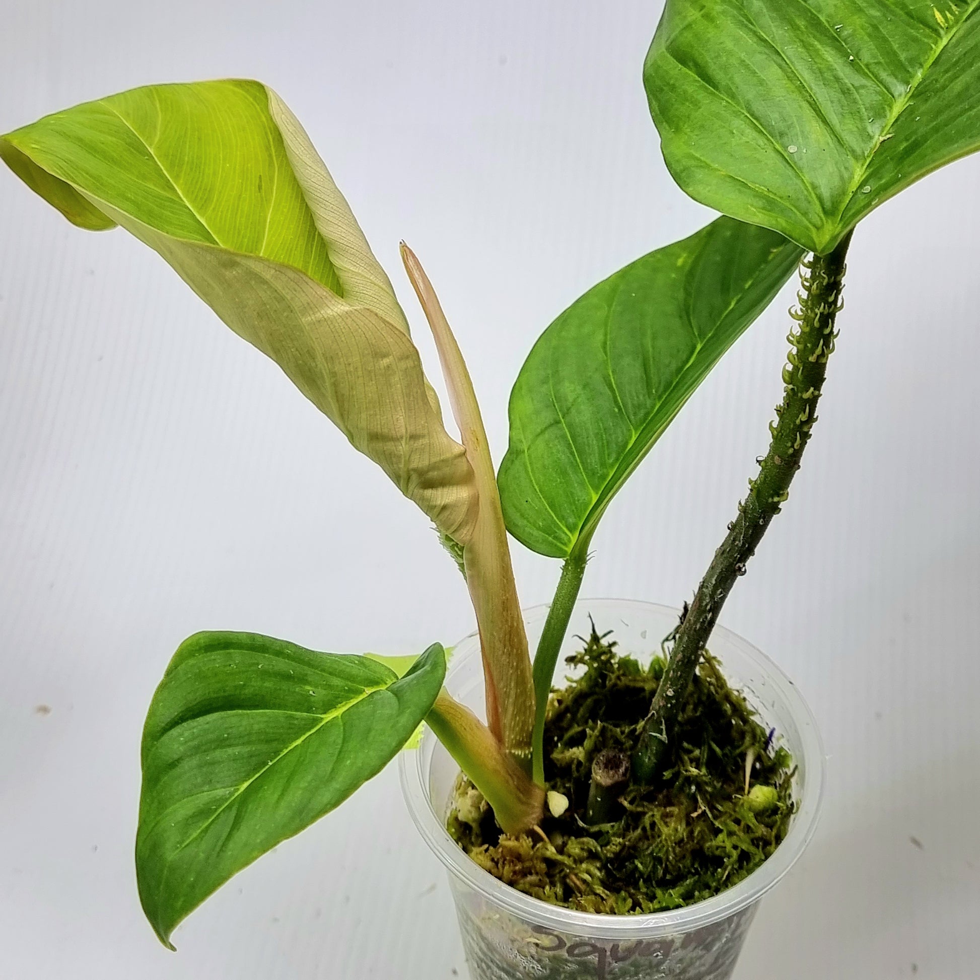 rare Philodendron squamipetiolatum for sale in Perth Australia