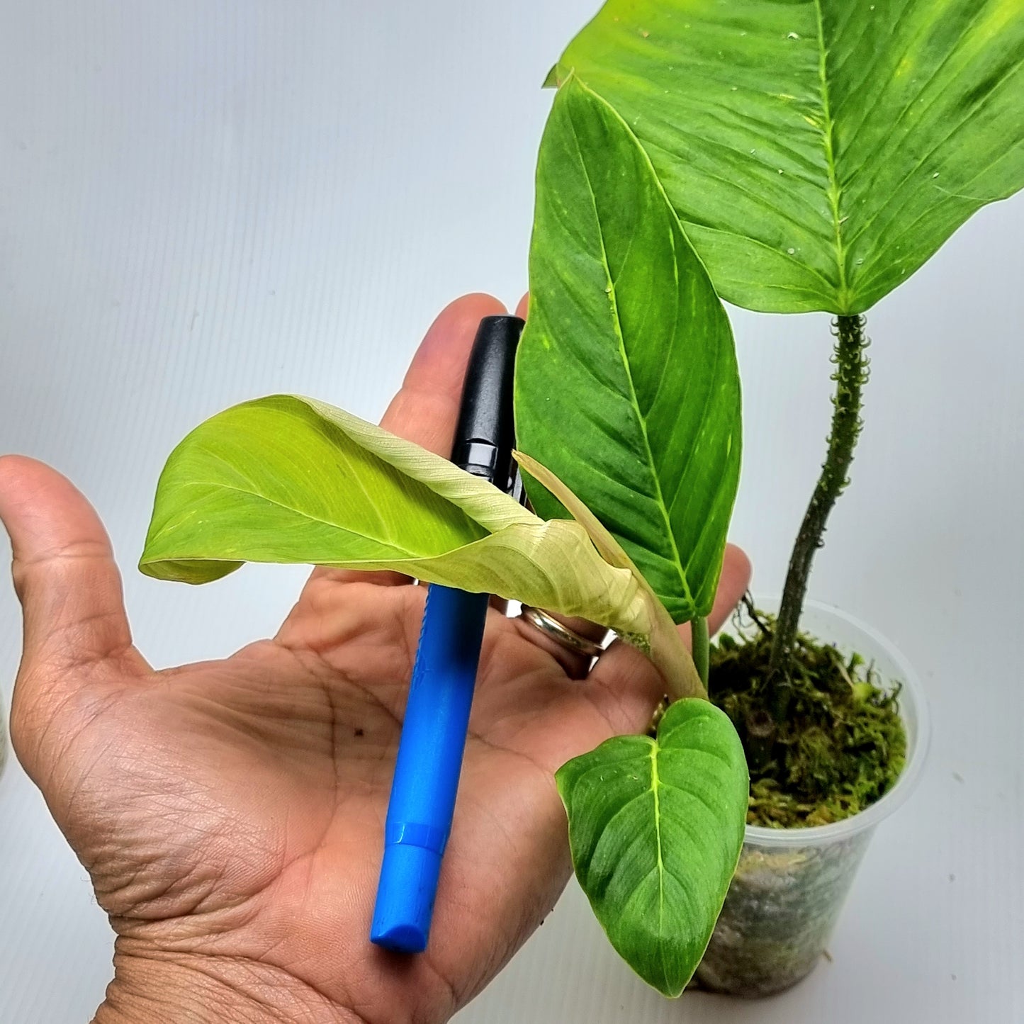 rare Philodendron squamipetiolatum for sale in Perth Australia